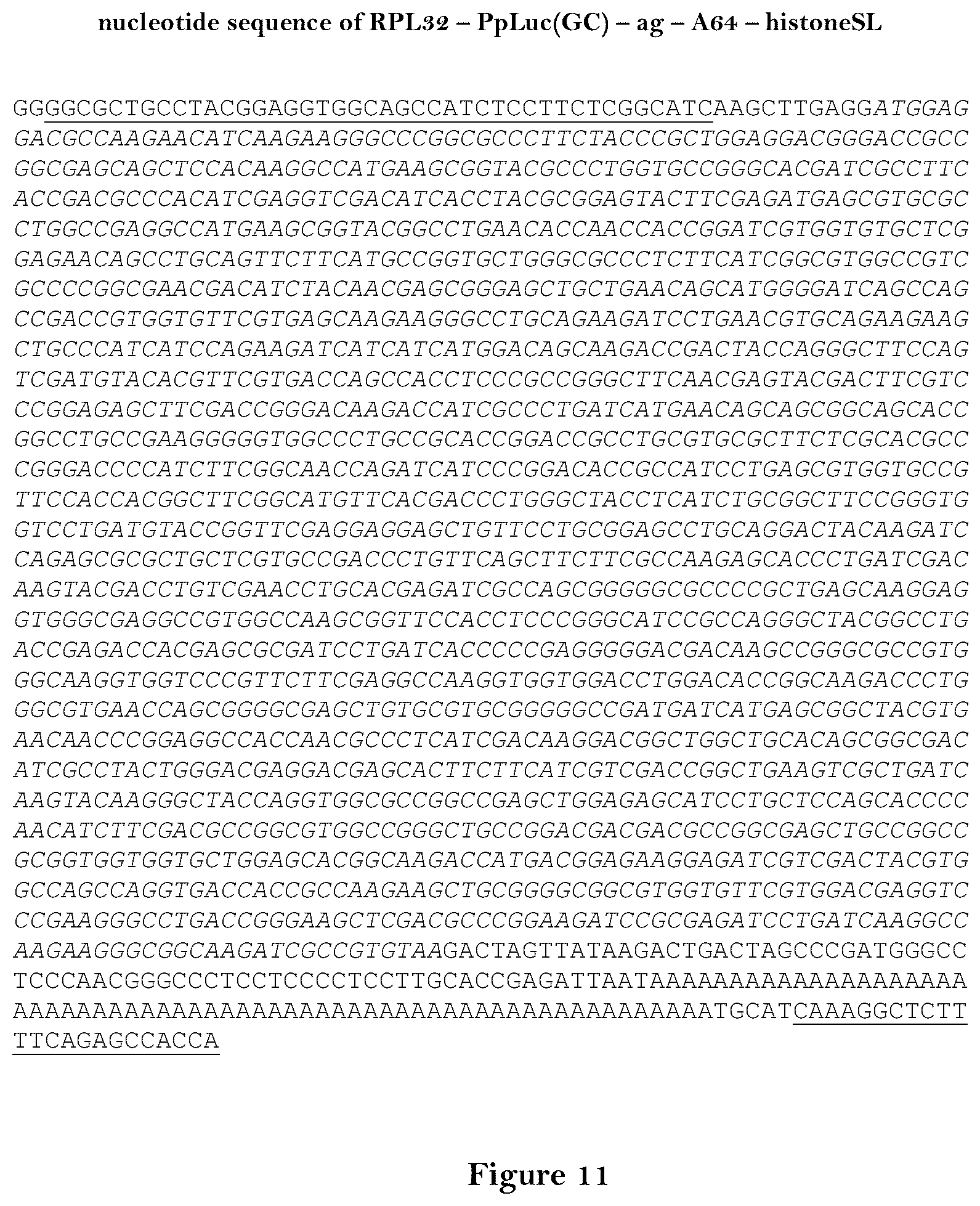Patent US12460204 Figure 11 – Artificial nucleic acid molecules for improved protein or peptide expression