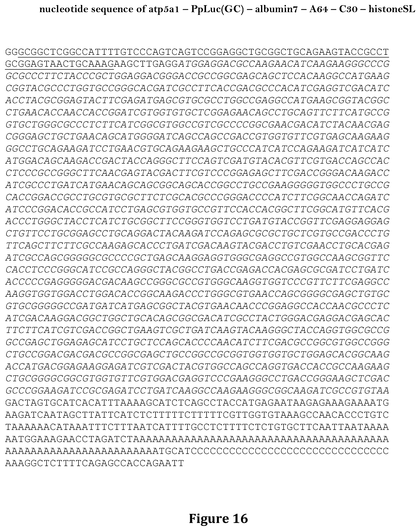 Patent US12460204 Figure 16 – Artificial nucleic acid molecules for improved protein or peptide expression