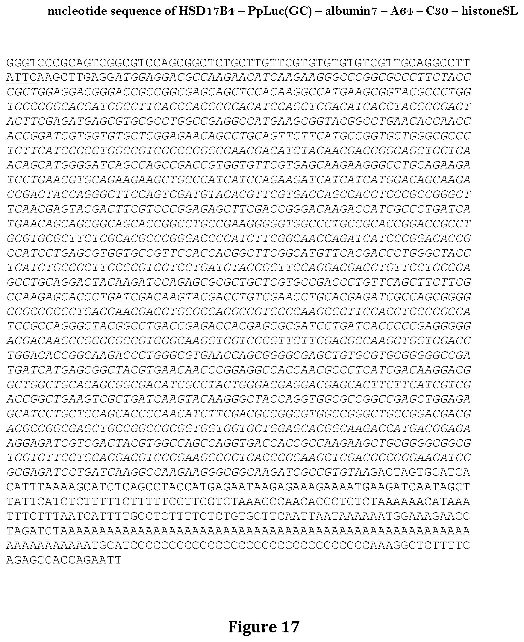 Patent US12460204 Figure 17 – Artificial nucleic acid molecules for improved protein or peptide expression