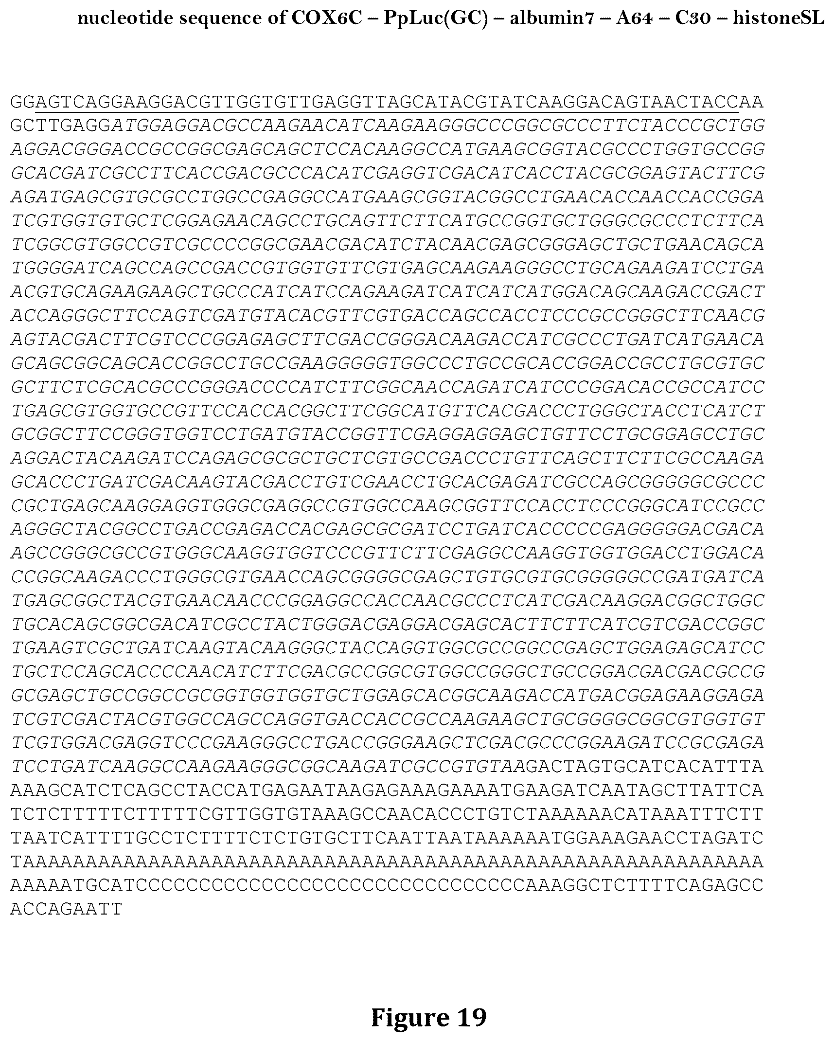 Patent US12460204 Figure 19 – Artificial nucleic acid molecules for improved protein or peptide expression