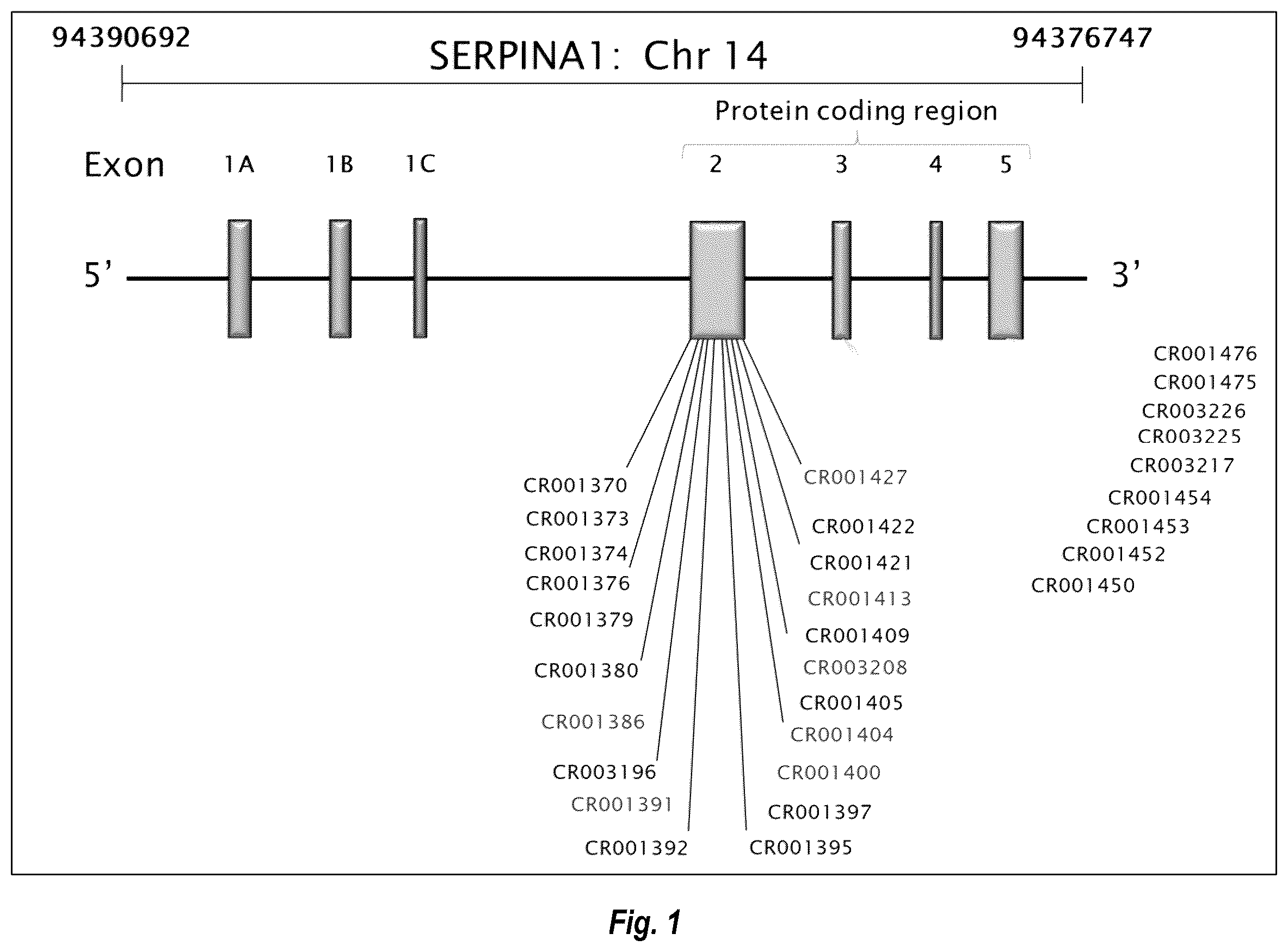 Patent US12460205 Figure 1 – Compositions and methods for treating alpha-1 antitrypsin deficiency