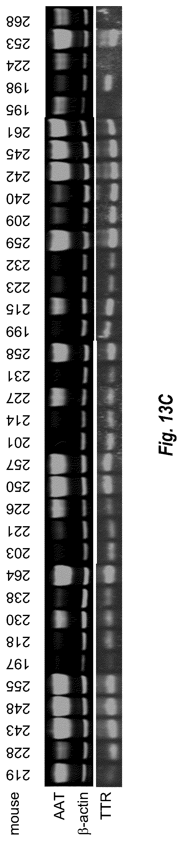 Patent US12460205 Figure 15 – Compositions and methods for treating alpha-1 antitrypsin deficiency