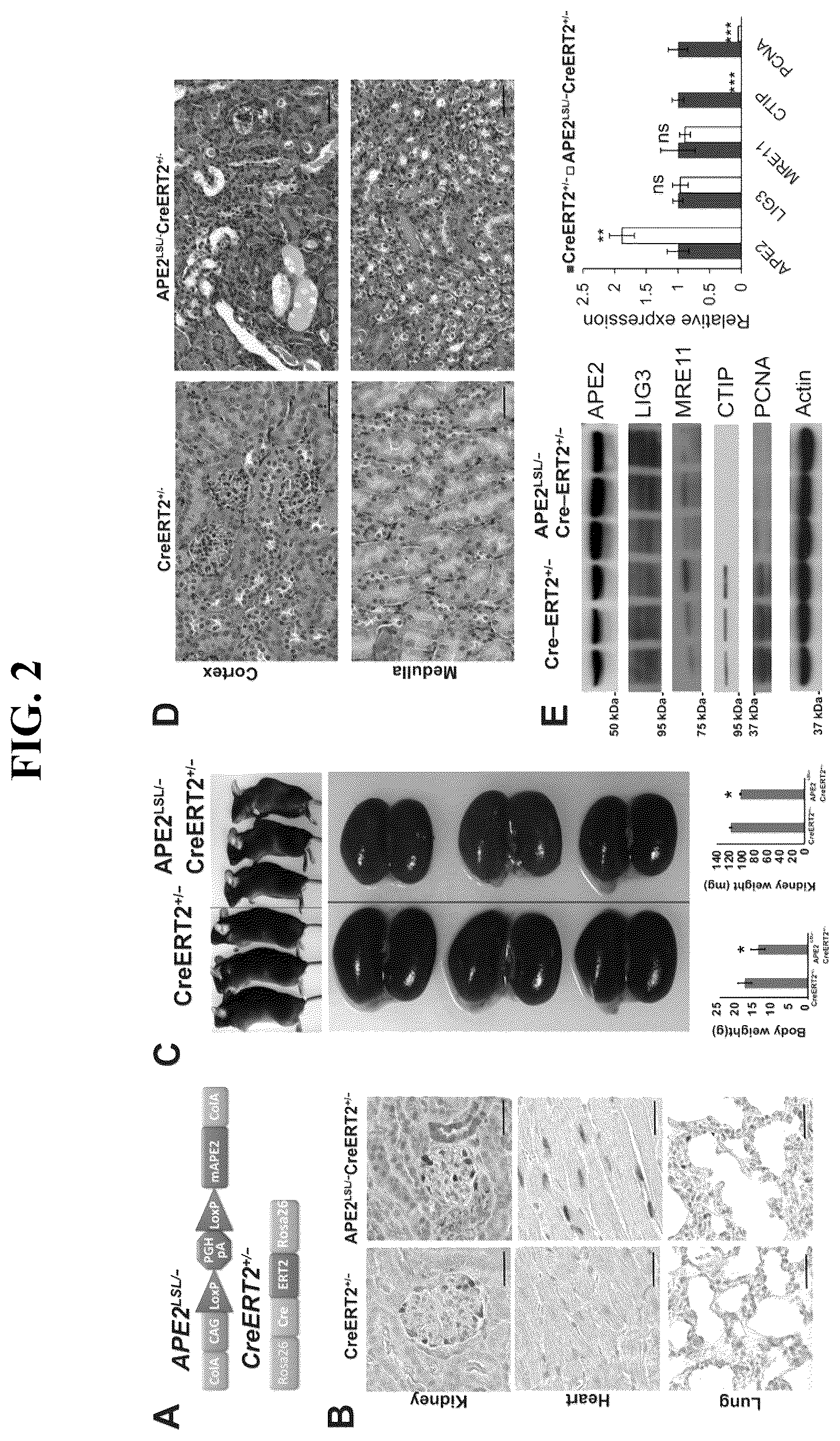 Patent US12460207 Figure 2 – Inhibiting APE2 expression in a subject treated with a drug agent that causes increased APE2 expression
