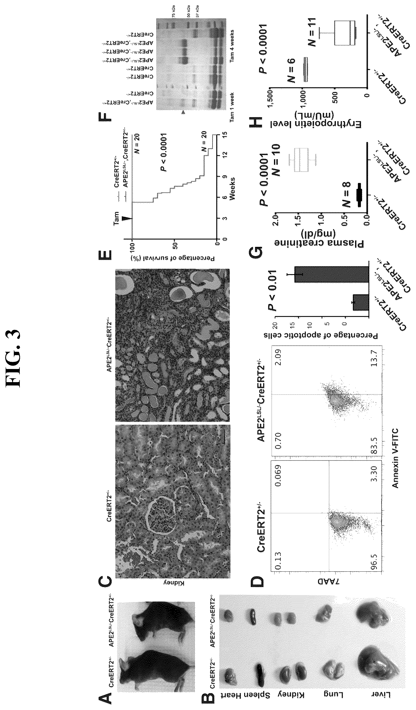 Patent US12460207 Figure 3 – Inhibiting APE2 expression in a subject treated with a drug agent that causes increased APE2 expression