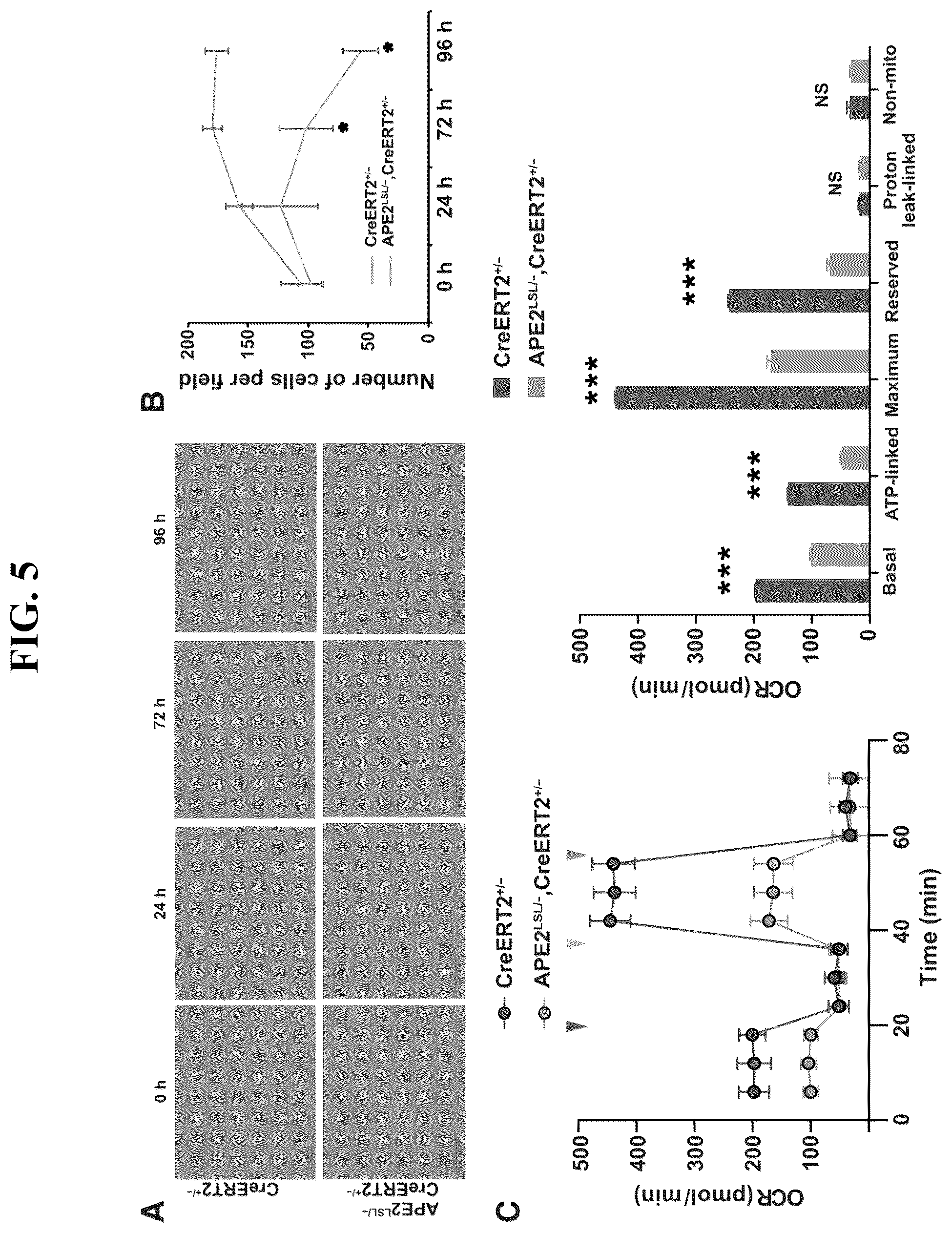 Patent US12460207 Figure 5 – Inhibiting APE2 expression in a subject treated with a drug agent that causes increased APE2 expression