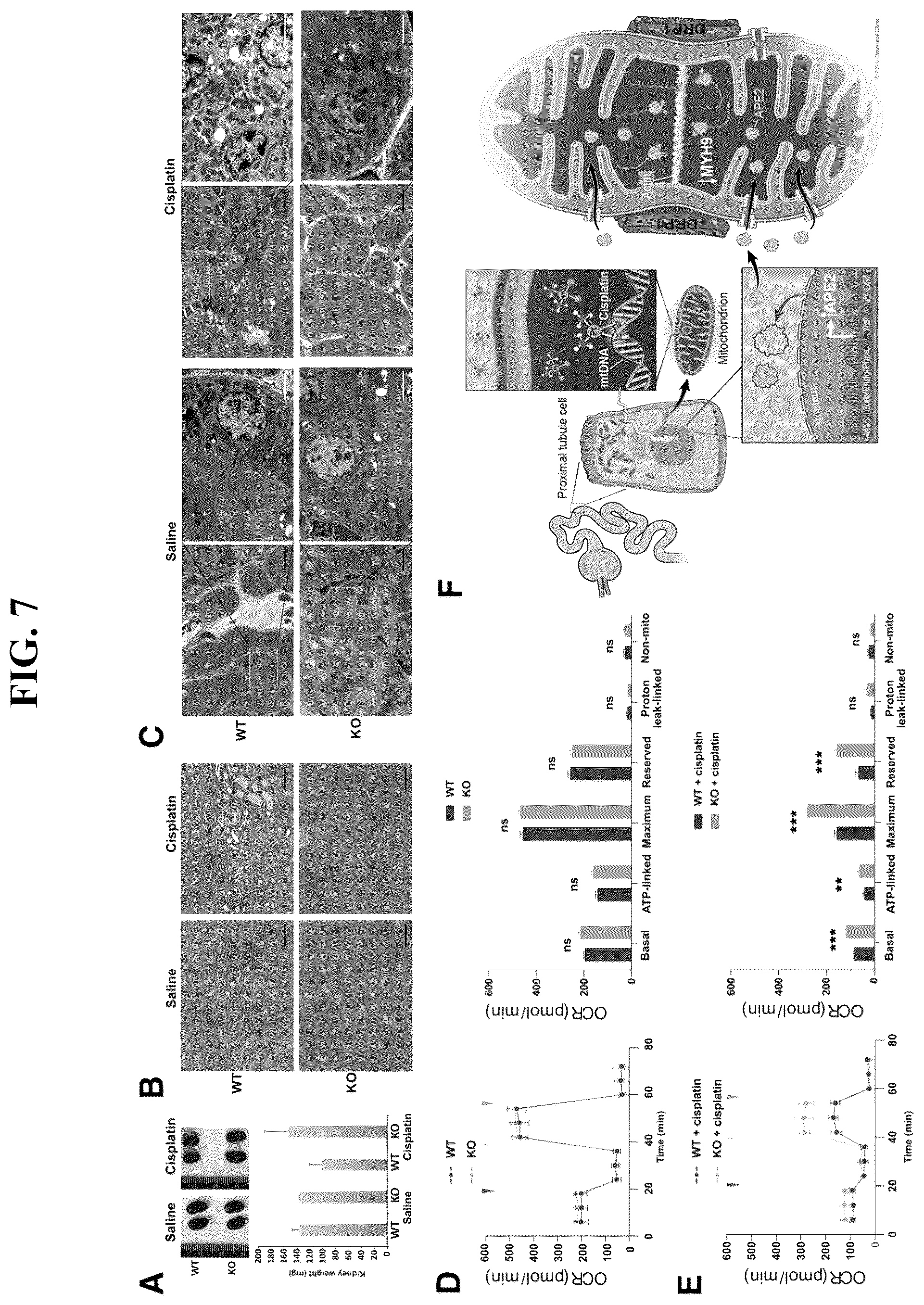 Patent US12460207 Figure 7 – Inhibiting APE2 expression in a subject treated with a drug agent that causes increased APE2 expression