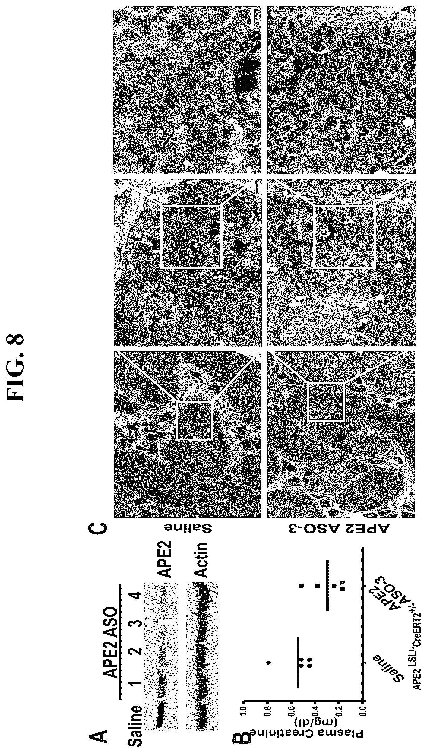 Patent US12460207 Figure 8 – Inhibiting APE2 expression in a subject treated with a drug agent that causes increased APE2 expression