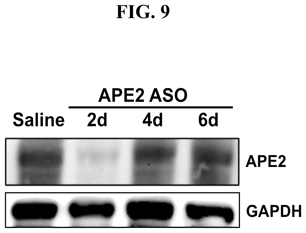 Patent US12460207 Figure 9 – Inhibiting APE2 expression in a subject treated with a drug agent that causes increased APE2 expression