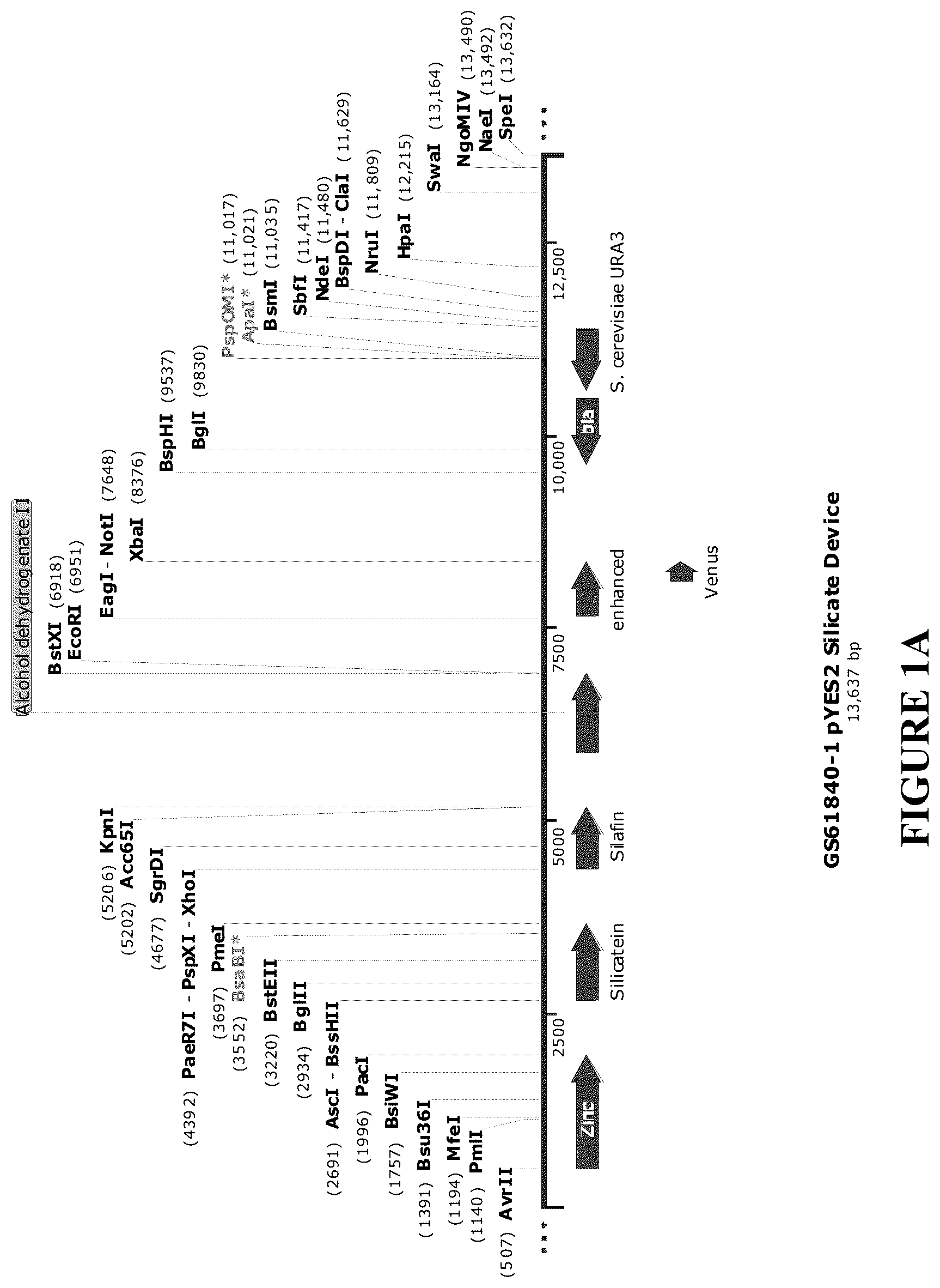 Patent US12460212 Figure 1 – Anti-microbial and UV-protective extracts and methods of making and using thereof