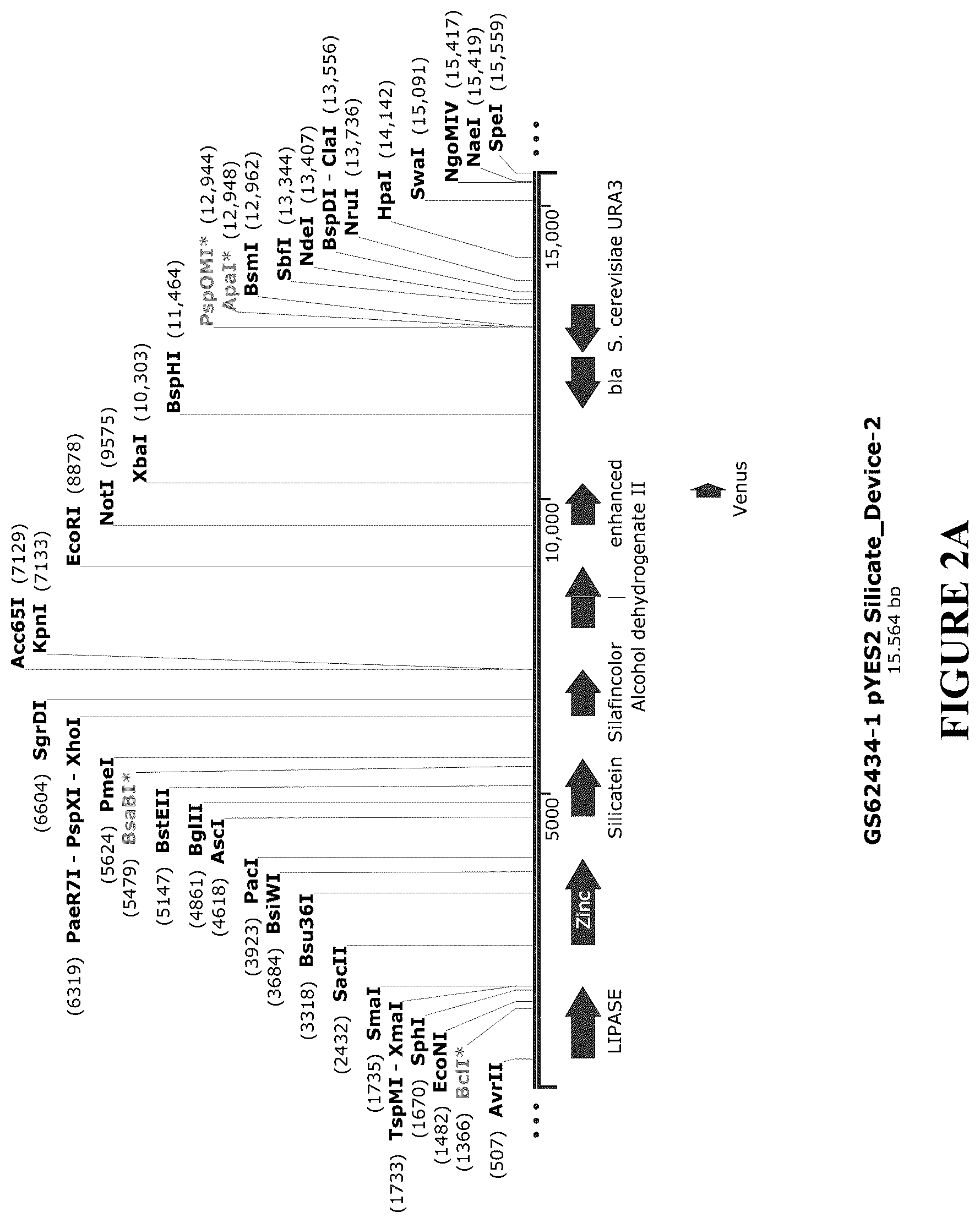 Patent US12460212 Figure 3 – Anti-microbial and UV-protective extracts and methods of making and using thereof