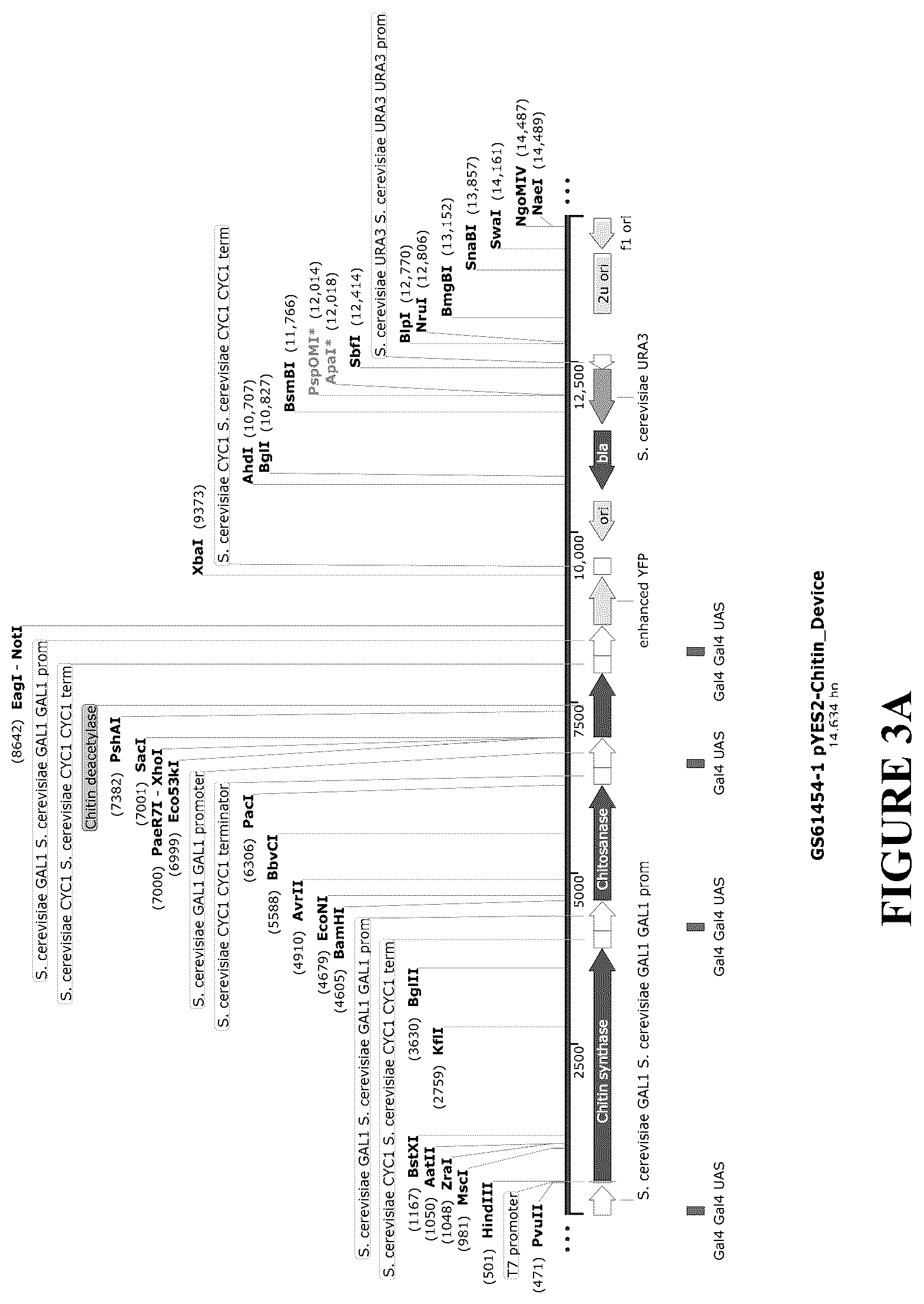 Patent US12460212 Figure 5 – Anti-microbial and UV-protective extracts and methods of making and using thereof
