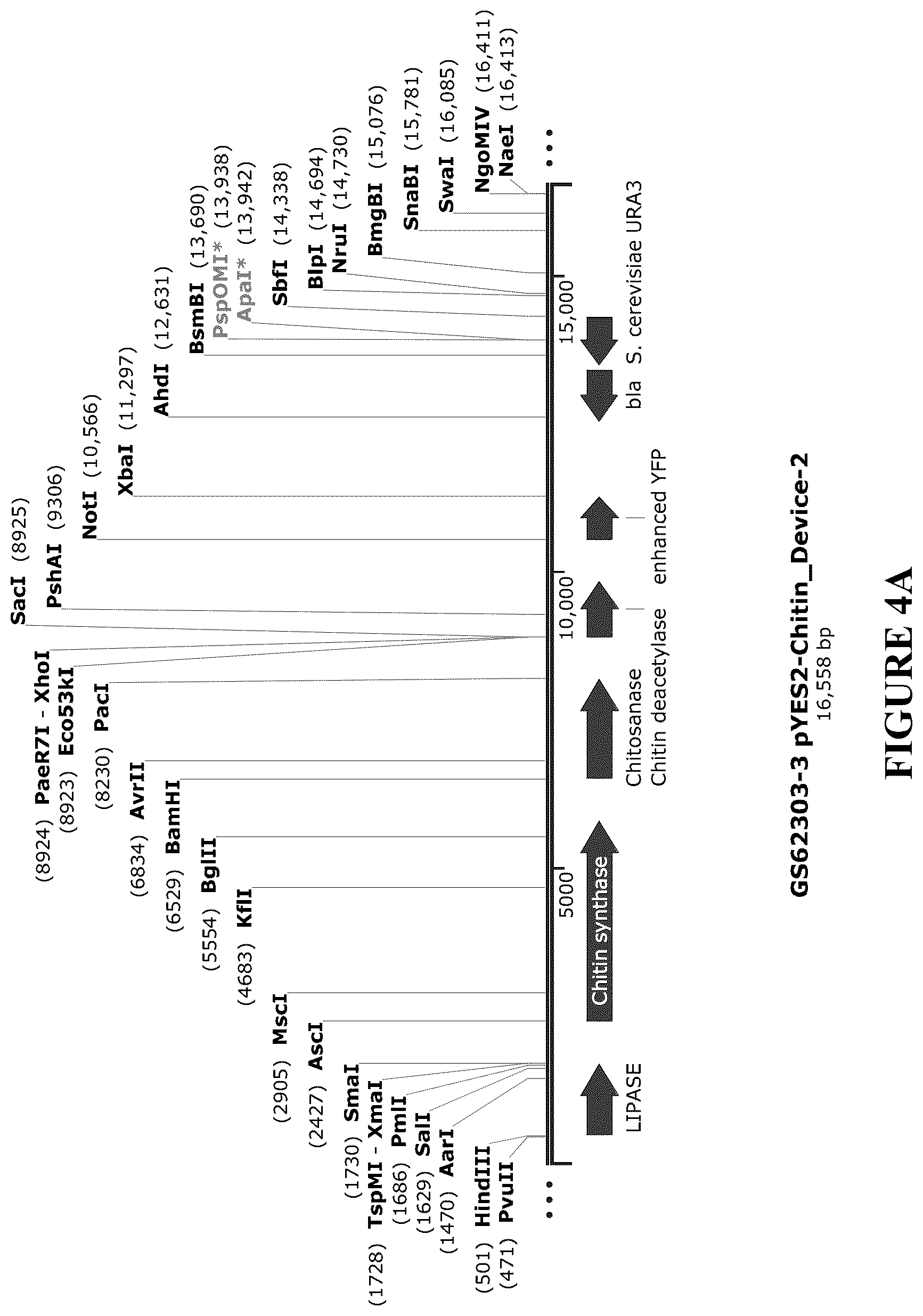 Patent US12460212 Figure 7 – Anti-microbial and UV-protective extracts and methods of making and using thereof