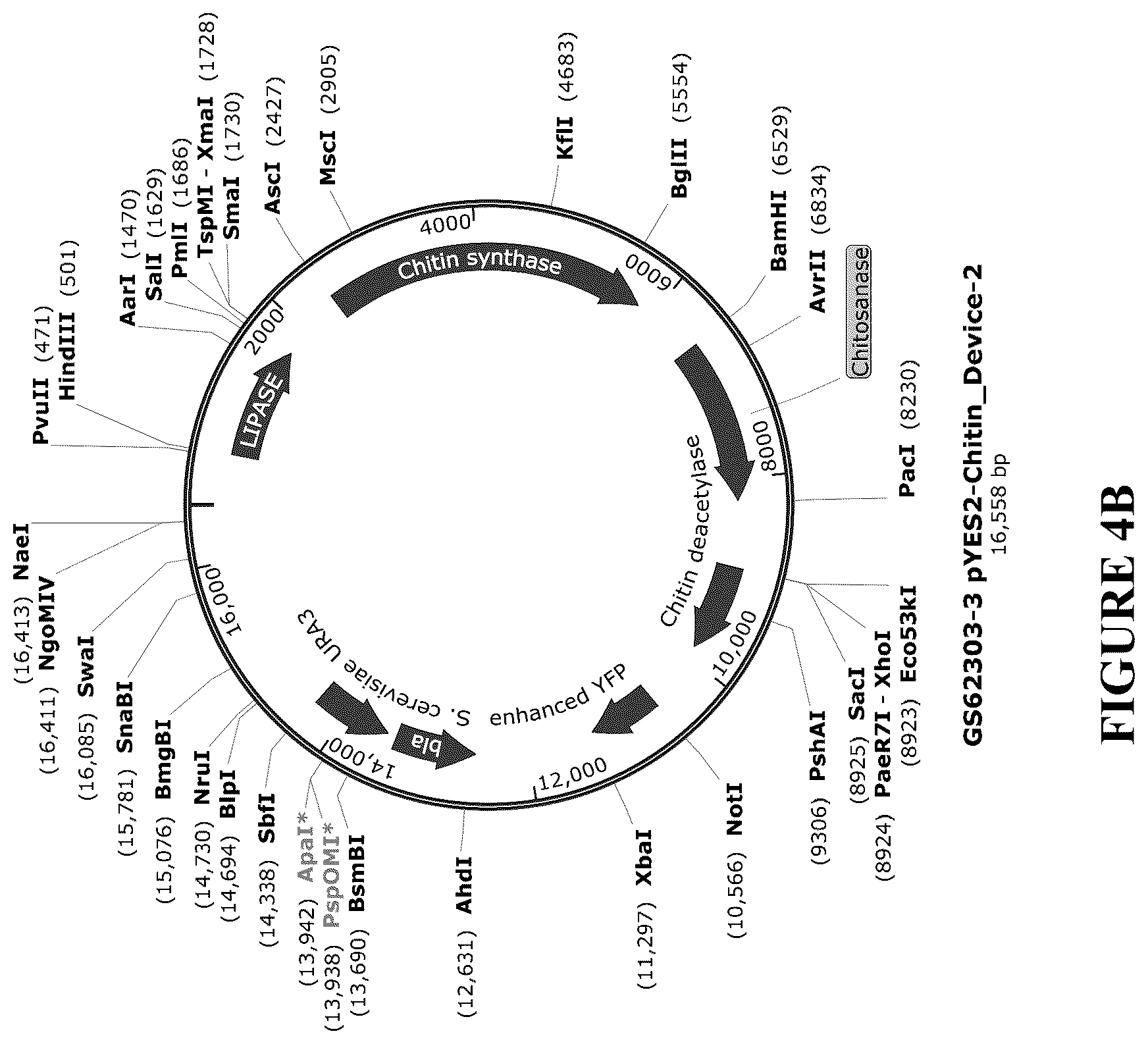 Patent US12460212 Figure 8 – Anti-microbial and UV-protective extracts and methods of making and using thereof