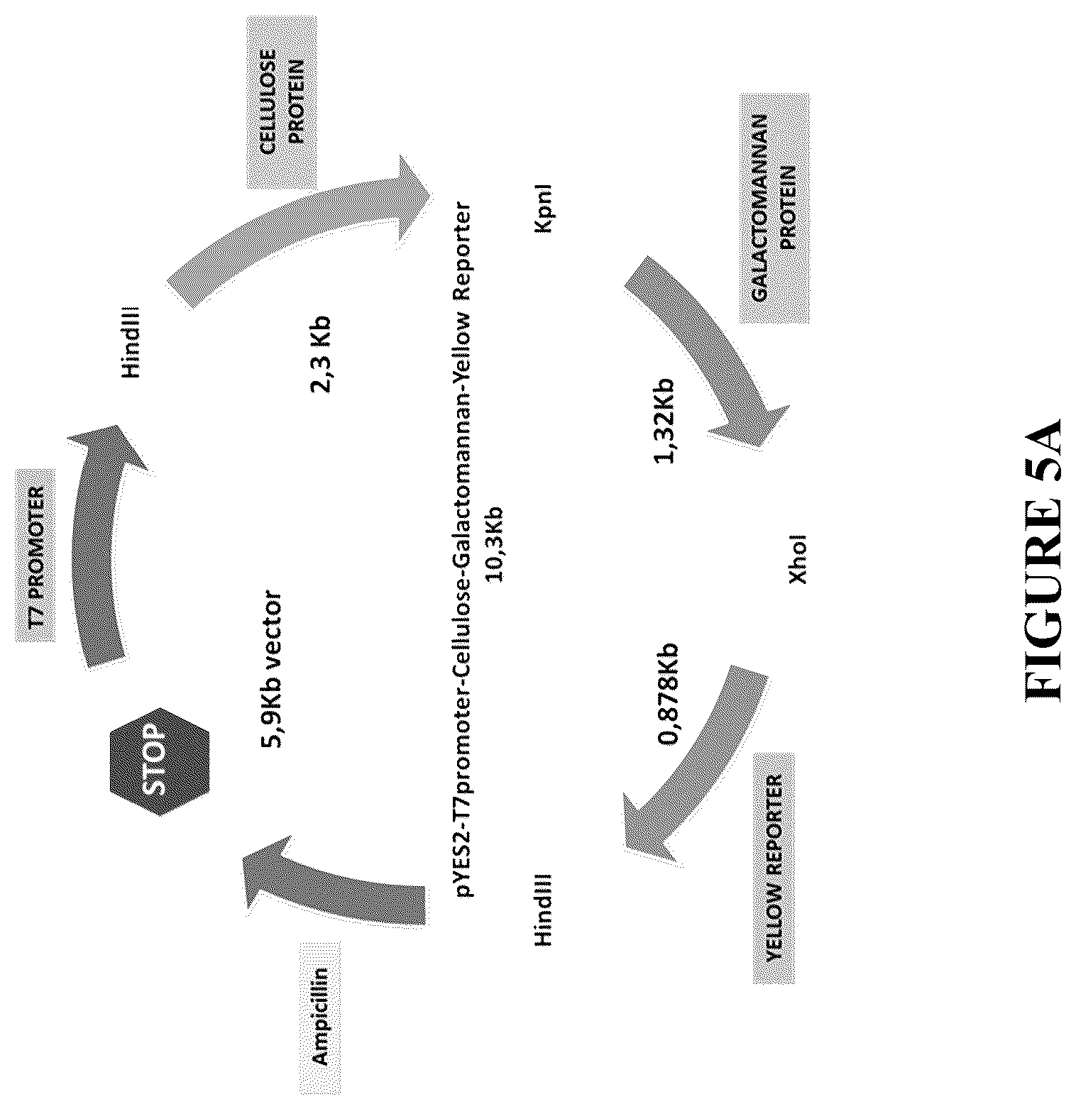 Patent US12460212 Figure 9 – Anti-microbial and UV-protective extracts and methods of making and using thereof