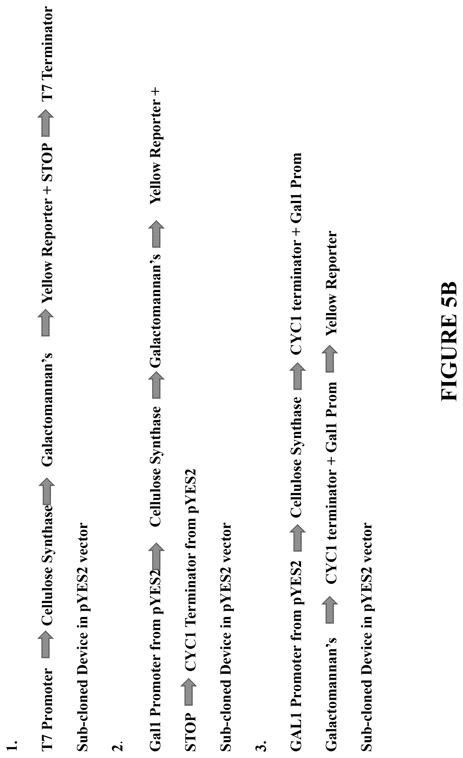Patent US12460212 Figure 10 – Anti-microbial and UV-protective extracts and methods of making and using thereof