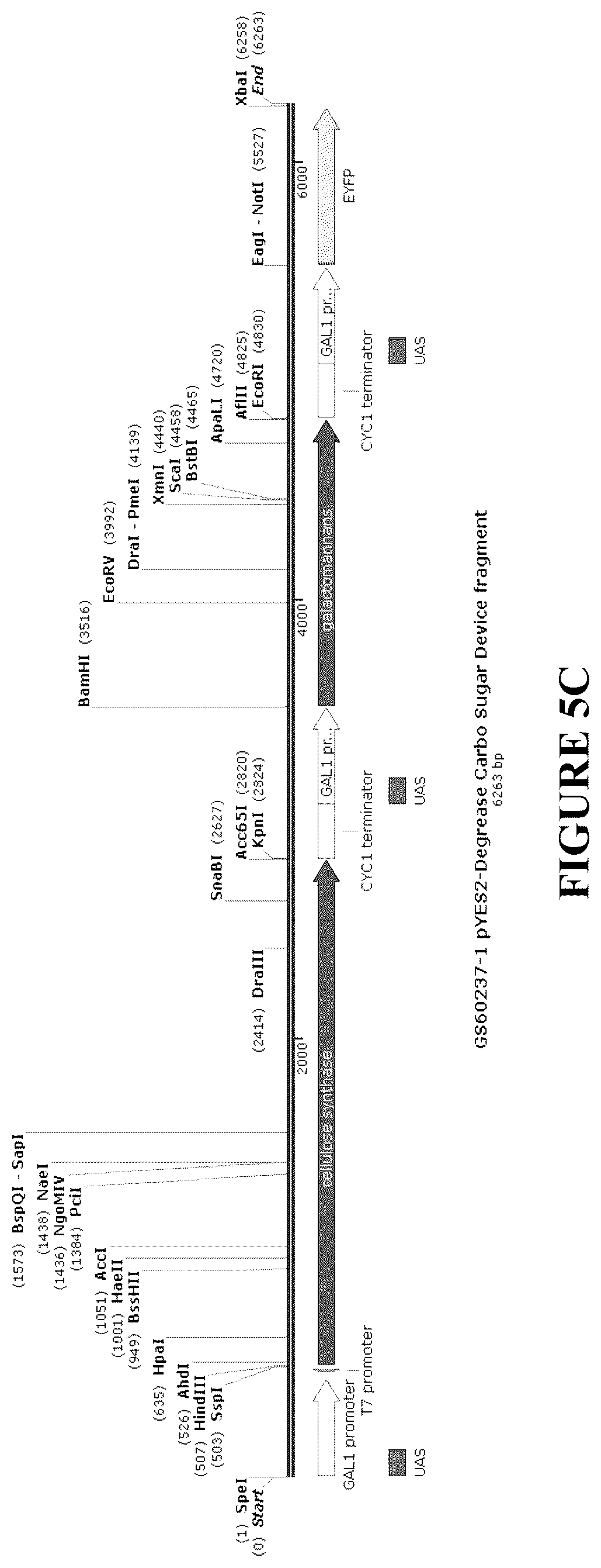 Patent US12460212 Figure 11 – Anti-microbial and UV-protective extracts and methods of making and using thereof