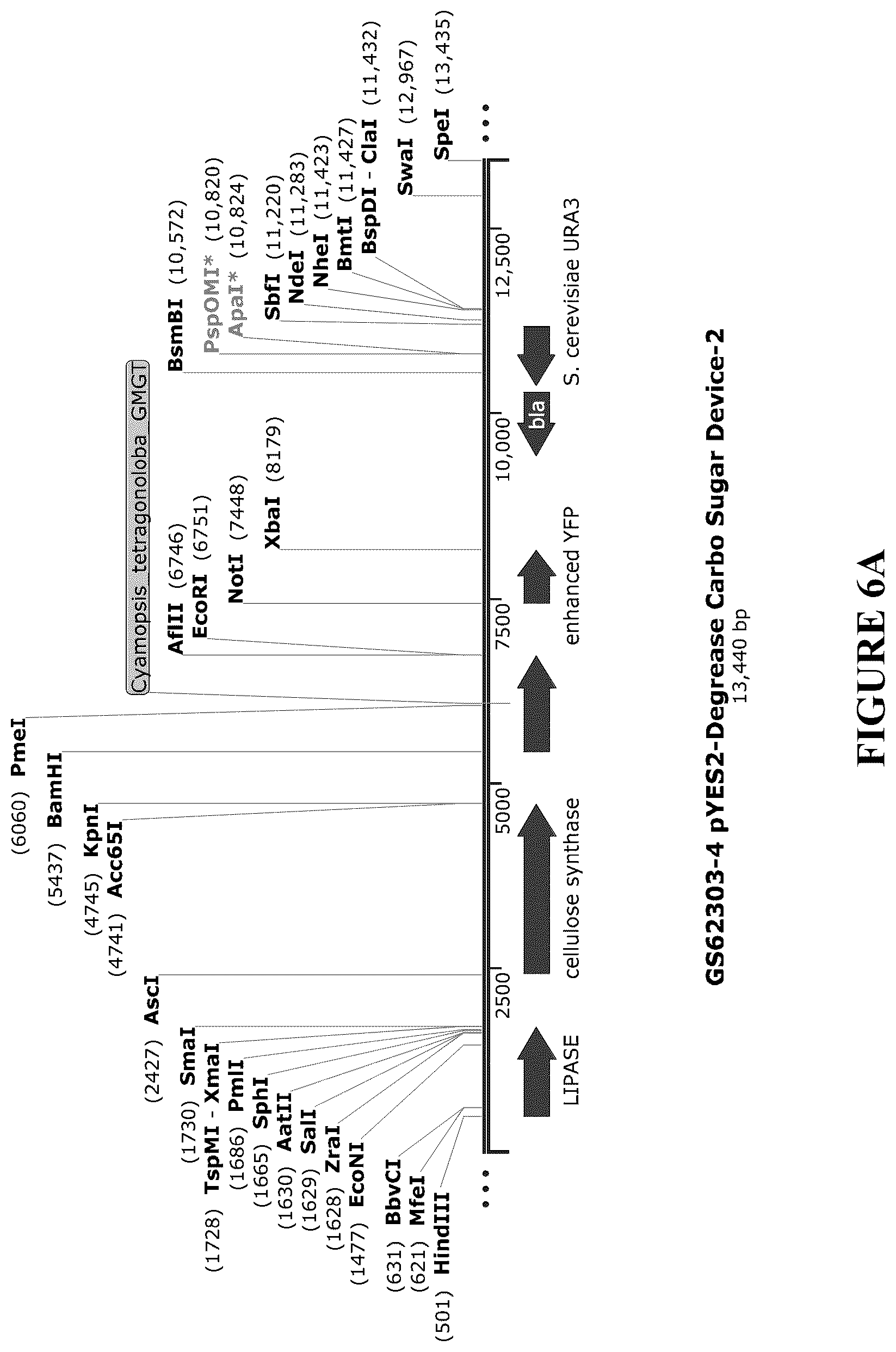 Patent US12460212 Figure 13 – Anti-microbial and UV-protective extracts and methods of making and using thereof