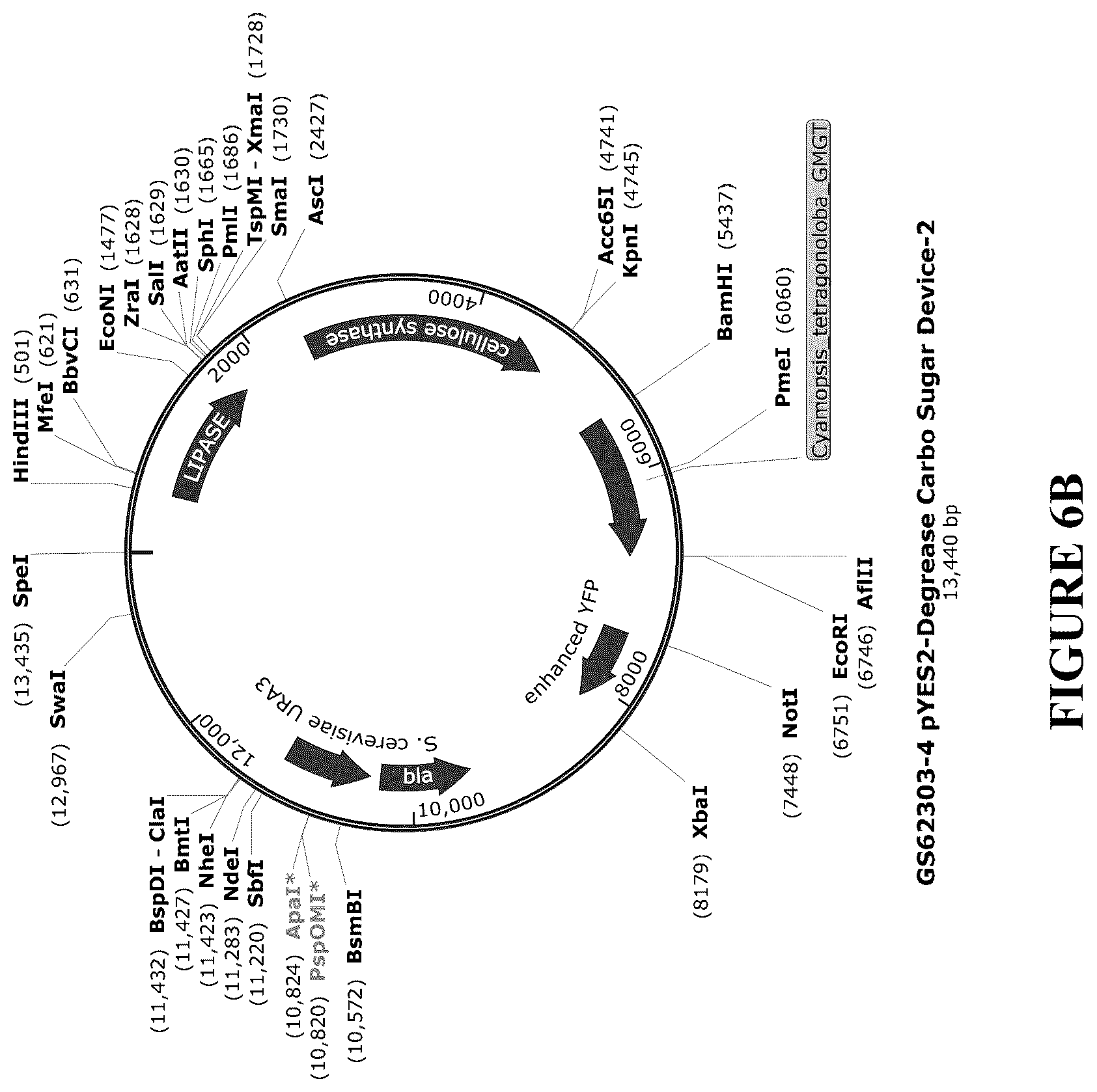 Patent US12460212 Figure 14 – Anti-microbial and UV-protective extracts and methods of making and using thereof