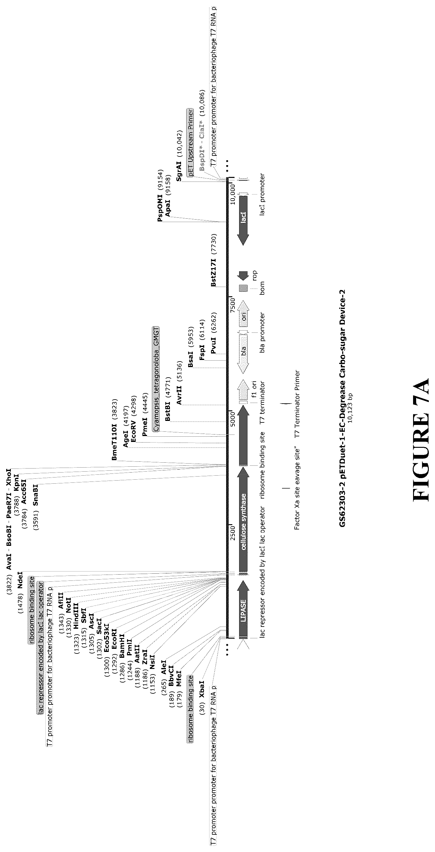Patent US12460212 Figure 15 – Anti-microbial and UV-protective extracts and methods of making and using thereof