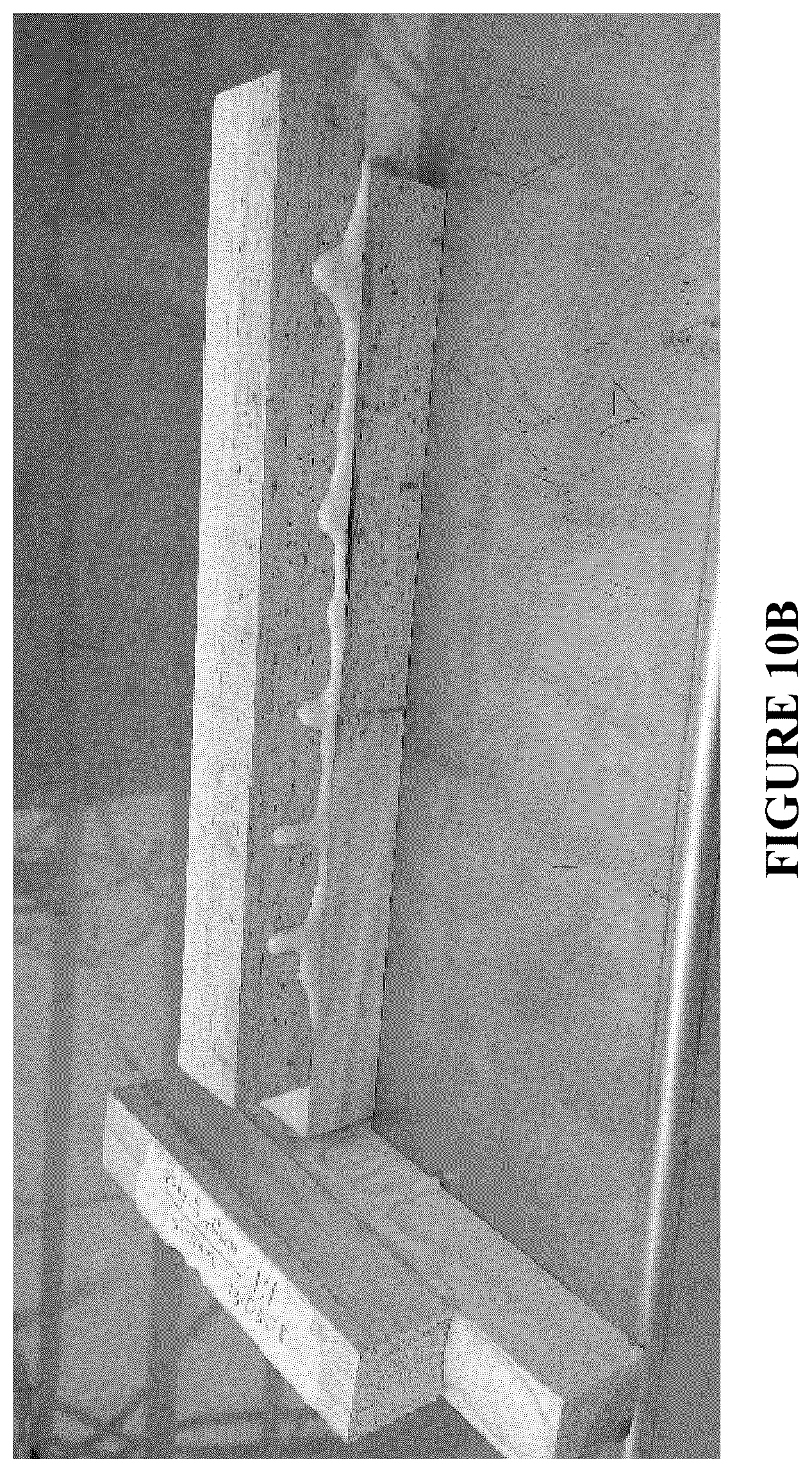 Patent US12460212 Figure 20 – Anti-microbial and UV-protective extracts and methods of making and using thereof