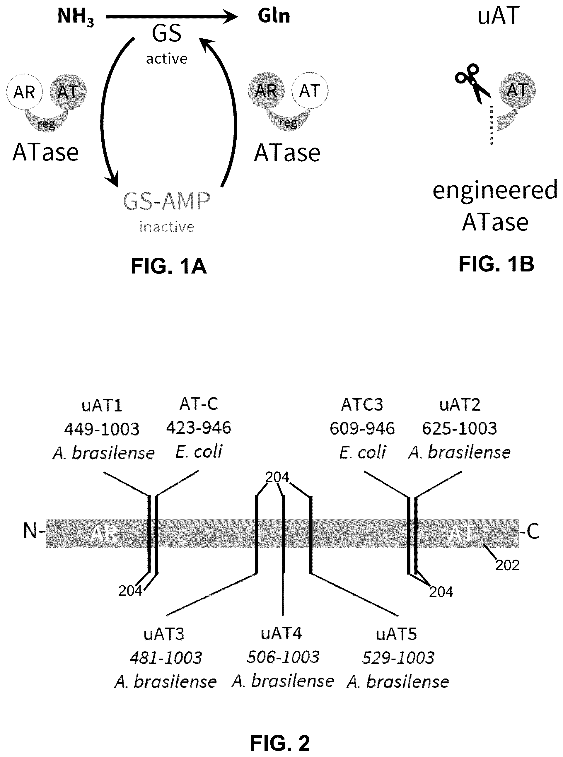 Patent US12460213 Figure 1 – Inducible ammonia production from a symbiotic diazotroph, methods of creation and uses thereof