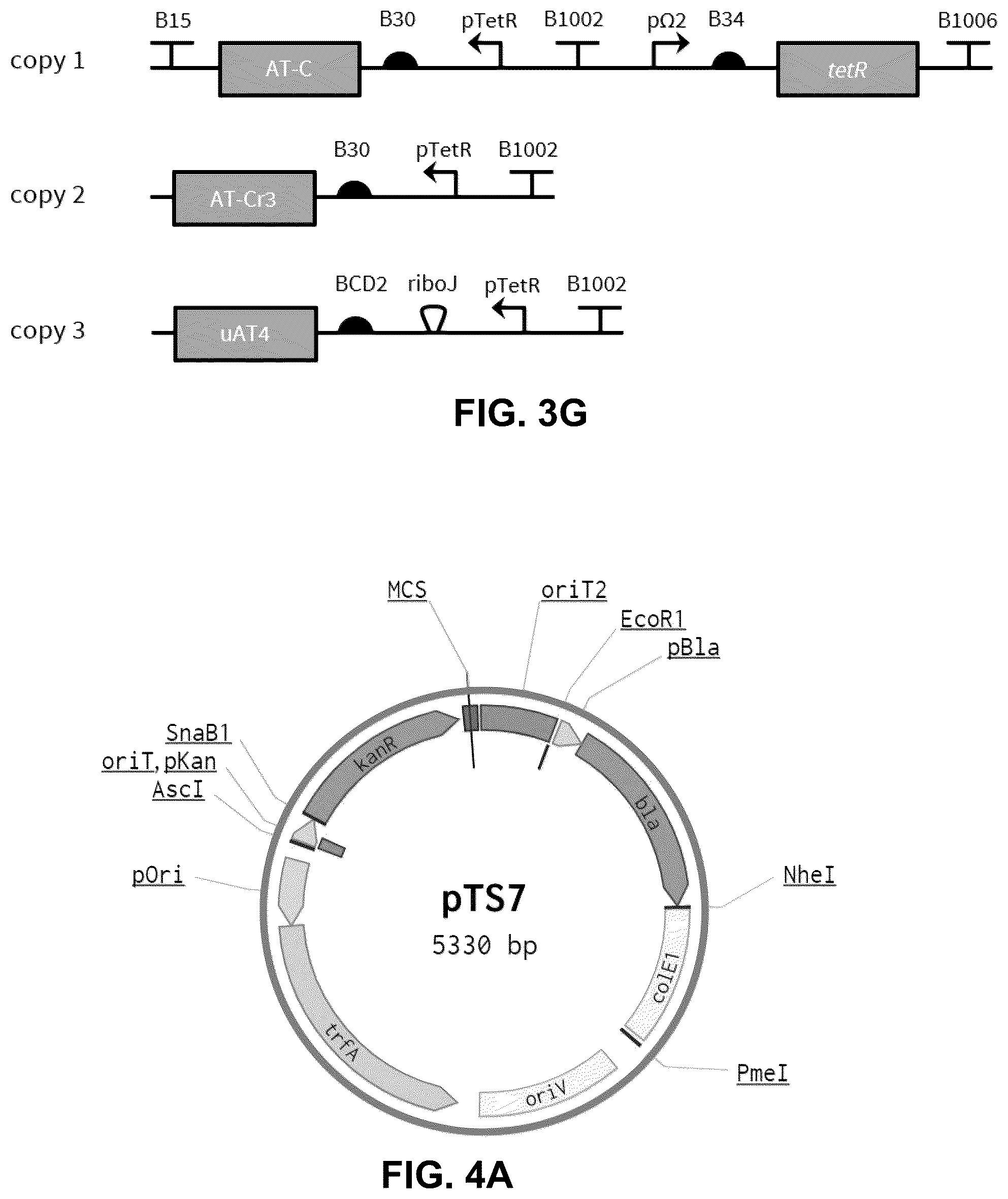 Patent US12460213 Figure 3 – Inducible ammonia production from a symbiotic diazotroph, methods of creation and uses thereof