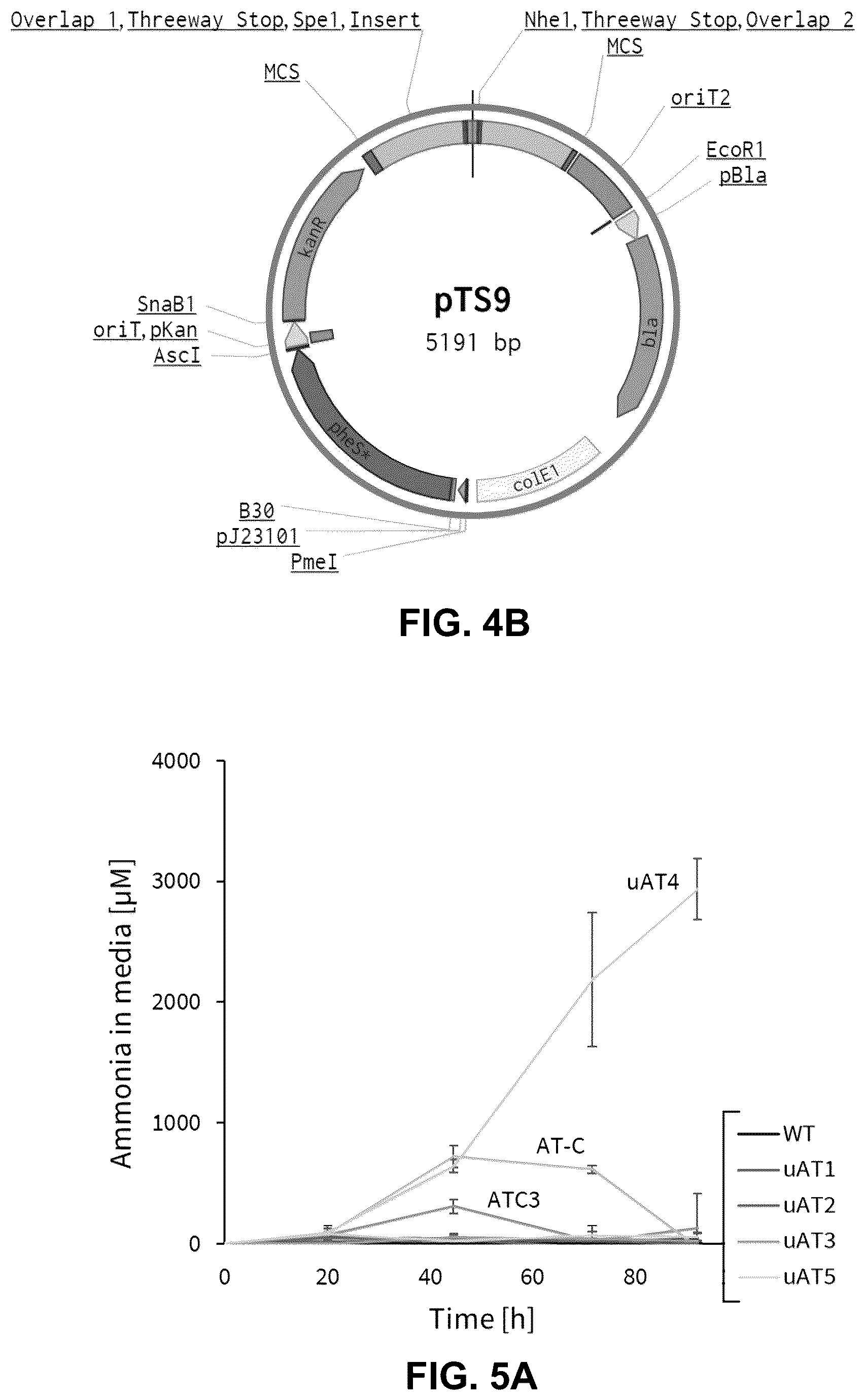 Patent US12460213 Figure 4 – Inducible ammonia production from a symbiotic diazotroph, methods of creation and uses thereof
