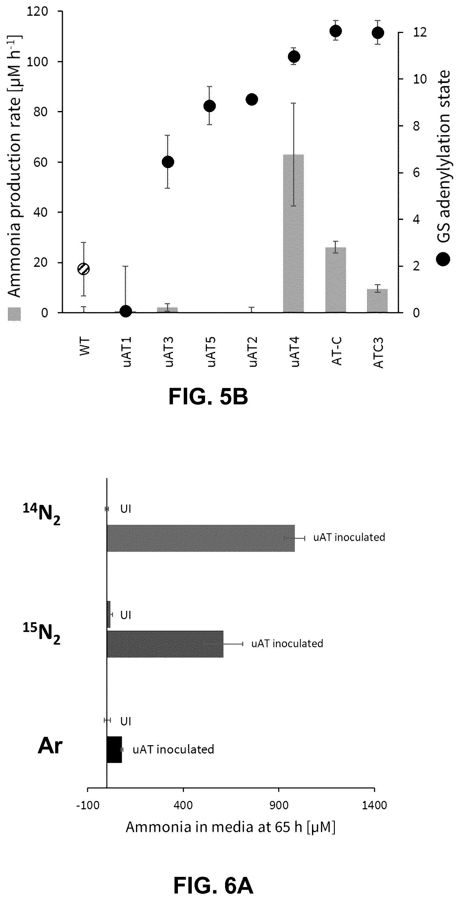 Patent US12460213 Figure 5 – Inducible ammonia production from a symbiotic diazotroph, methods of creation and uses thereof