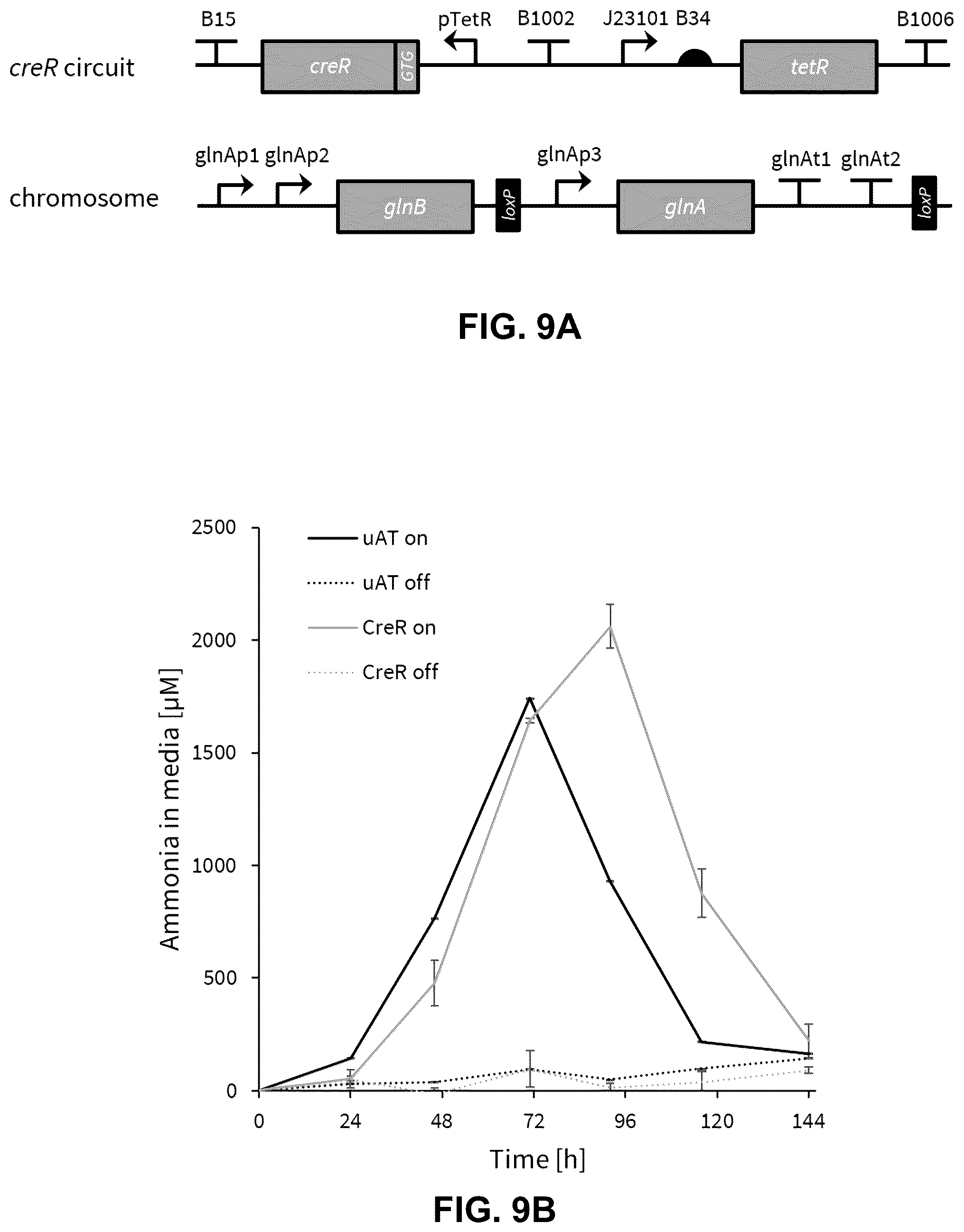 Patent US12460213 Figure 10 – Inducible ammonia production from a symbiotic diazotroph, methods of creation and uses thereof