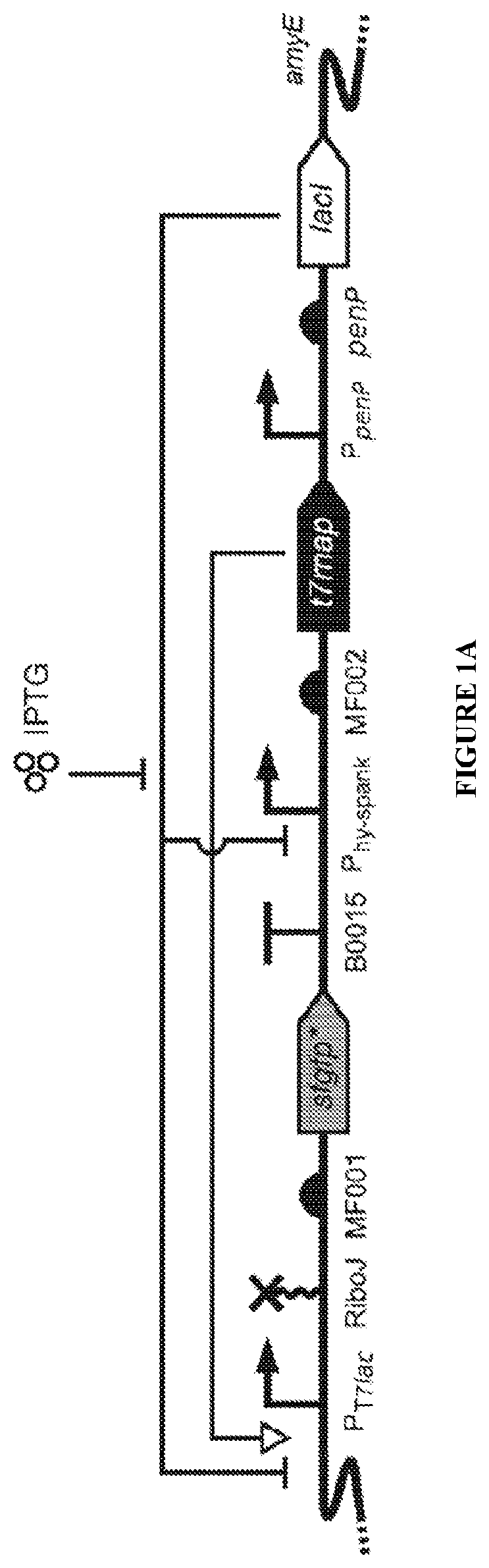 Patent US12460215 Figure 1 – Bacillus expression system