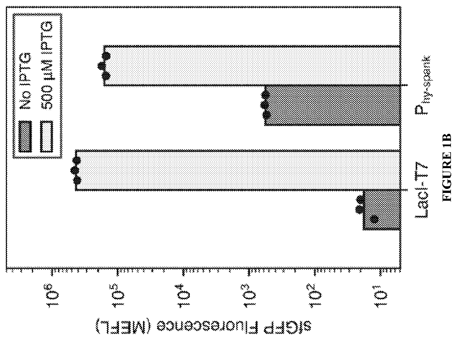 Patent US12460215 Figure 2 – Bacillus expression system
