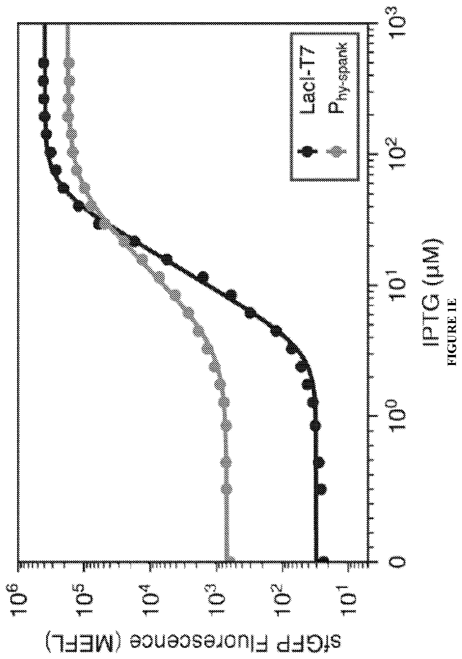 Patent US12460215 Figure 4 – Bacillus expression system