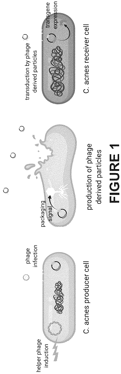 Patent US12460216 — Phage-derived particles for in situ delivery of DNA payload into C. acnes population — Figure 1