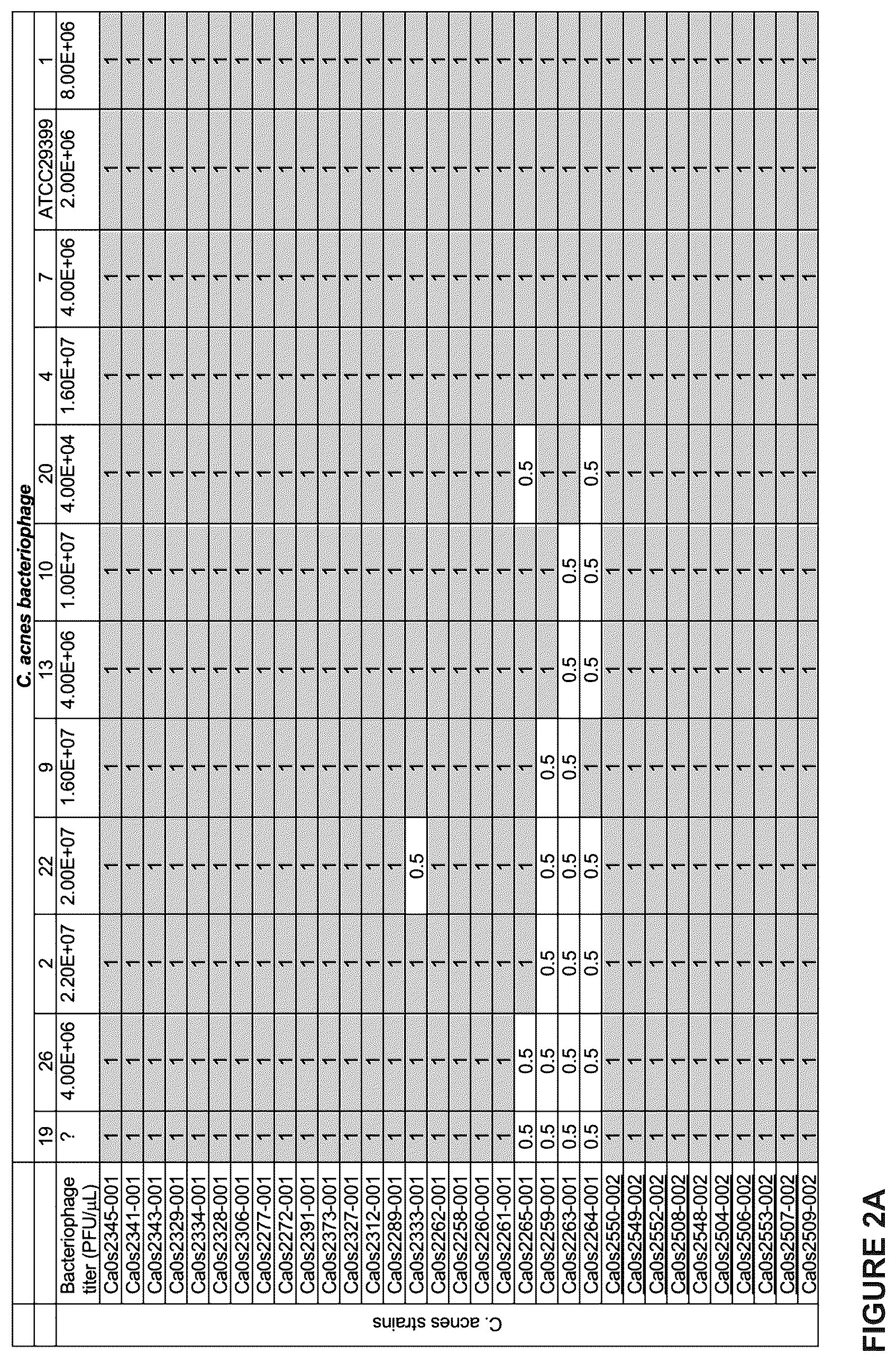 Patent US12460216 Figure 2 – Phage-derived particles for in situ delivery of DNA payload into C. acnes population