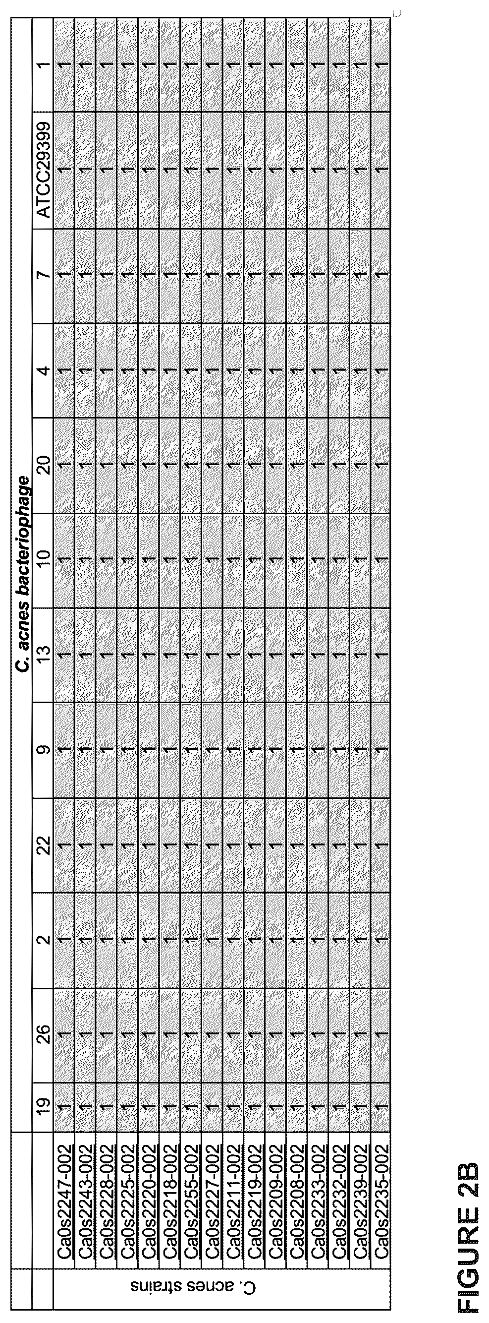 Patent US12460216 Figure 3 – Phage-derived particles for in situ delivery of DNA payload into C. acnes population