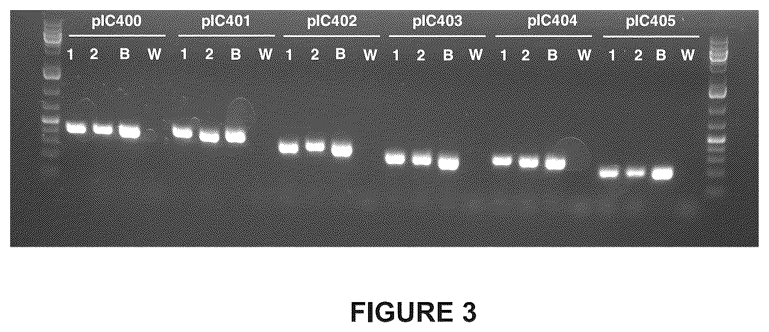 Patent US12460216 Figure 4 – Phage-derived particles for in situ delivery of DNA payload into C. acnes population