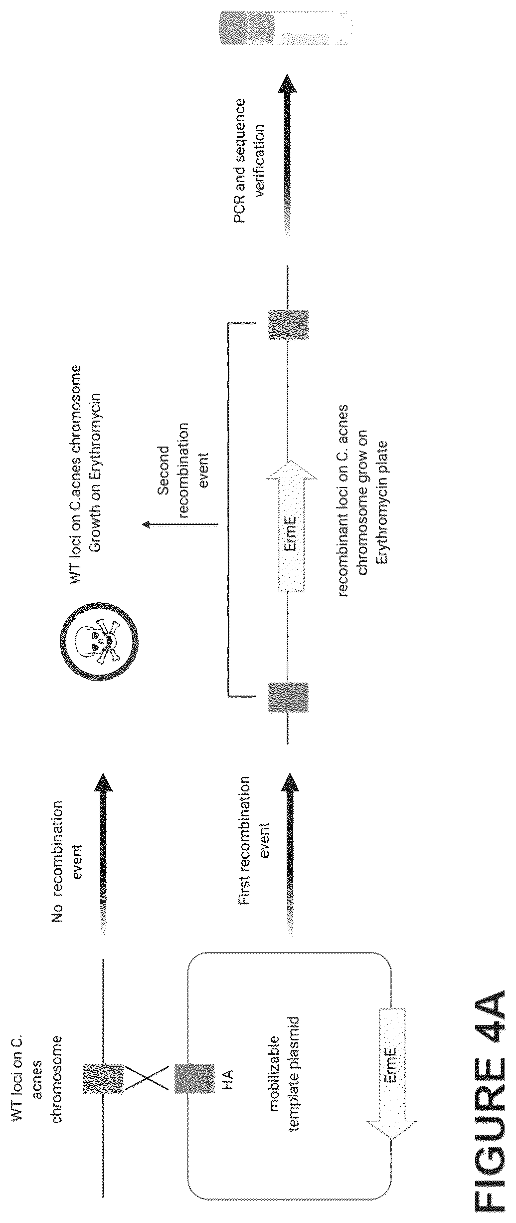Patent US12460216 Figure 5 – Phage-derived particles for in situ delivery of DNA payload into C. acnes population