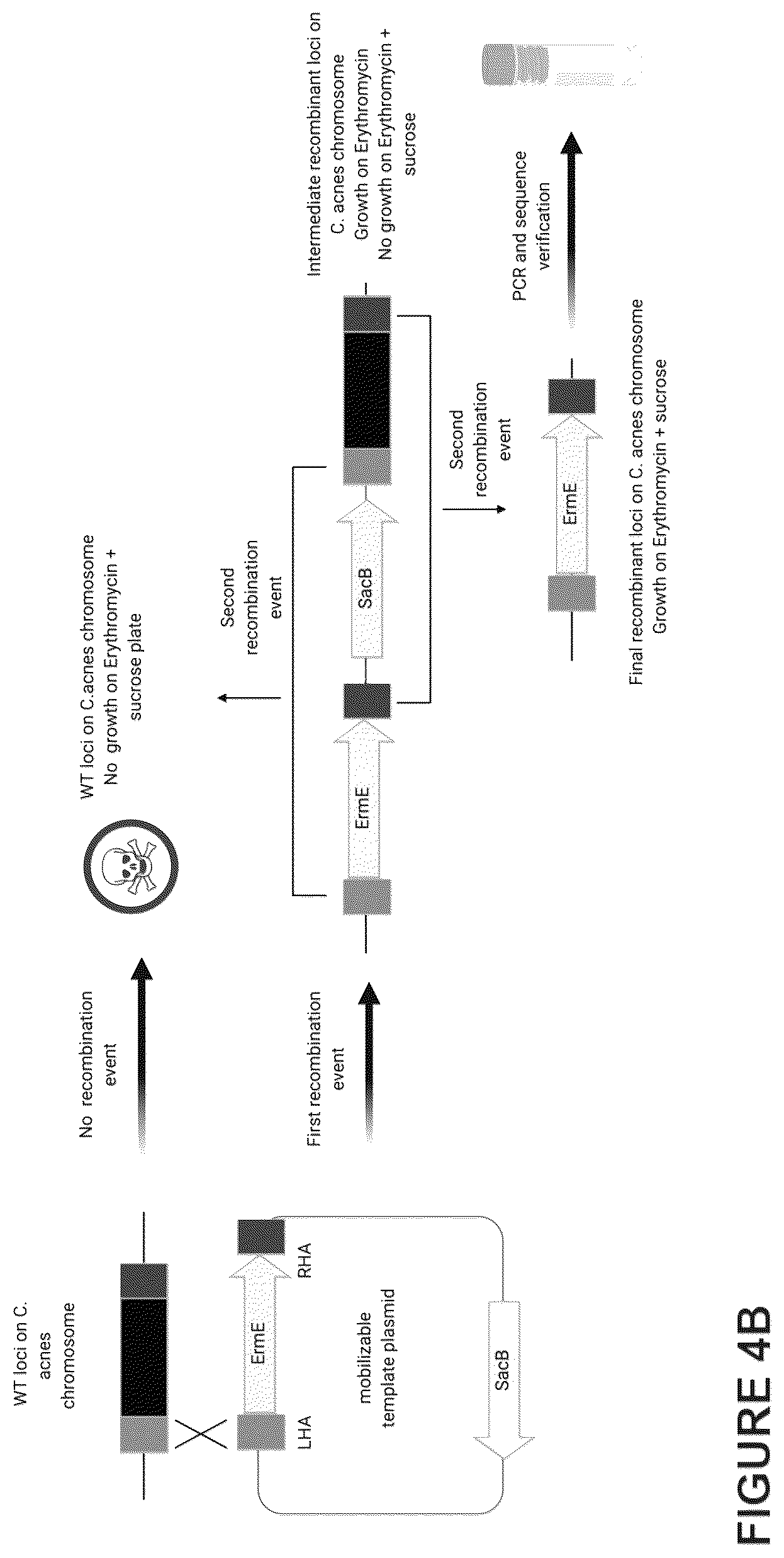 Patent US12460216 Figure 6 – Phage-derived particles for in situ delivery of DNA payload into C. acnes population
