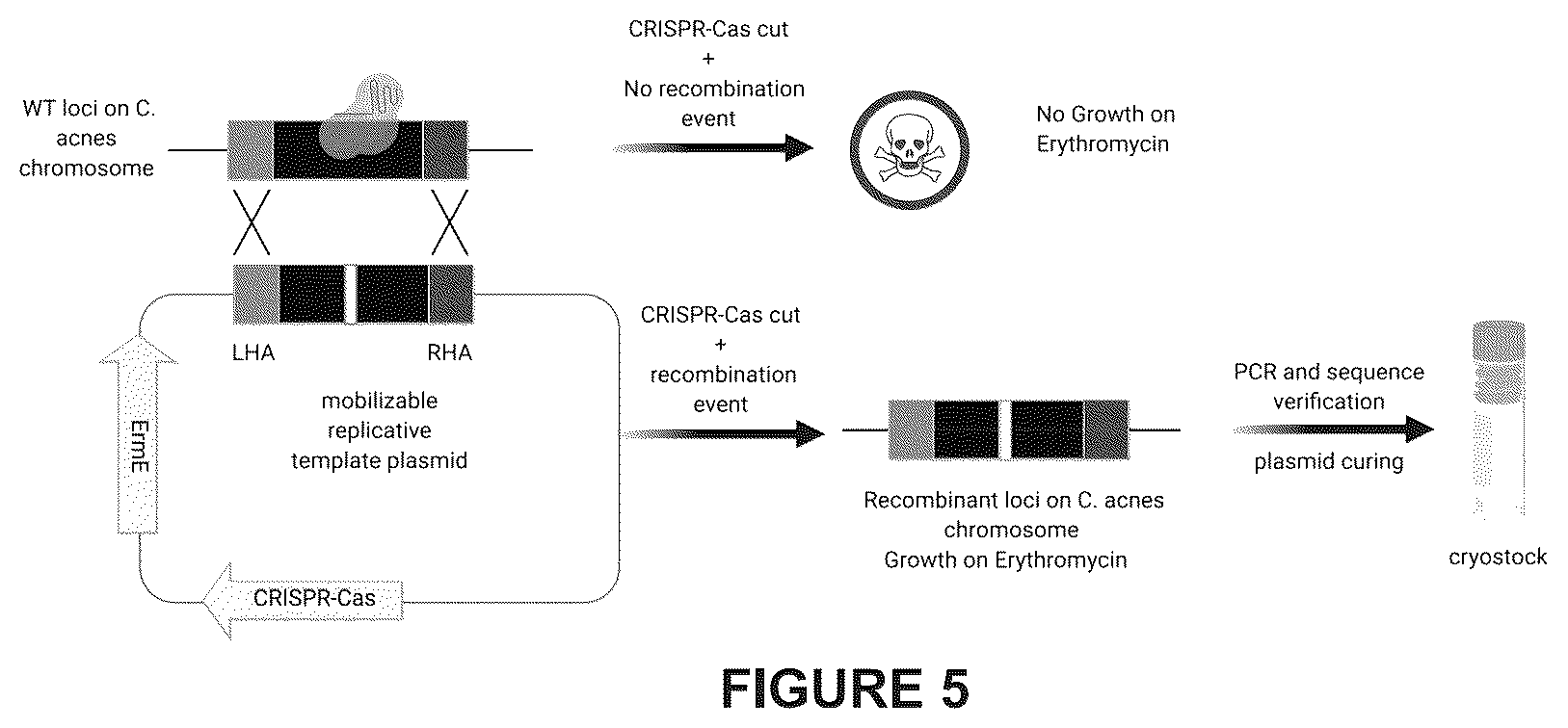 Patent US12460216 Figure 7 – Phage-derived particles for in situ delivery of DNA payload into C. acnes population