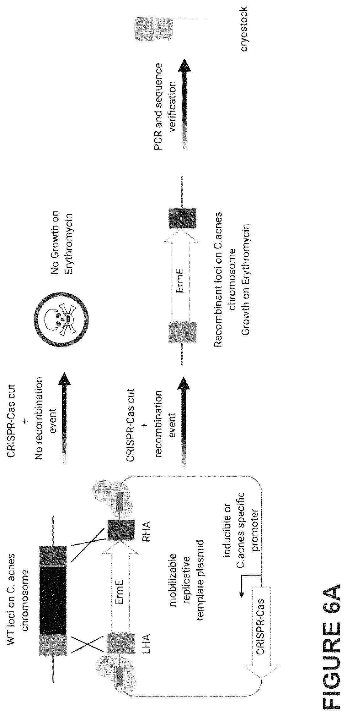 Patent US12460216 Figure 8 – Phage-derived particles for in situ delivery of DNA payload into C. acnes population