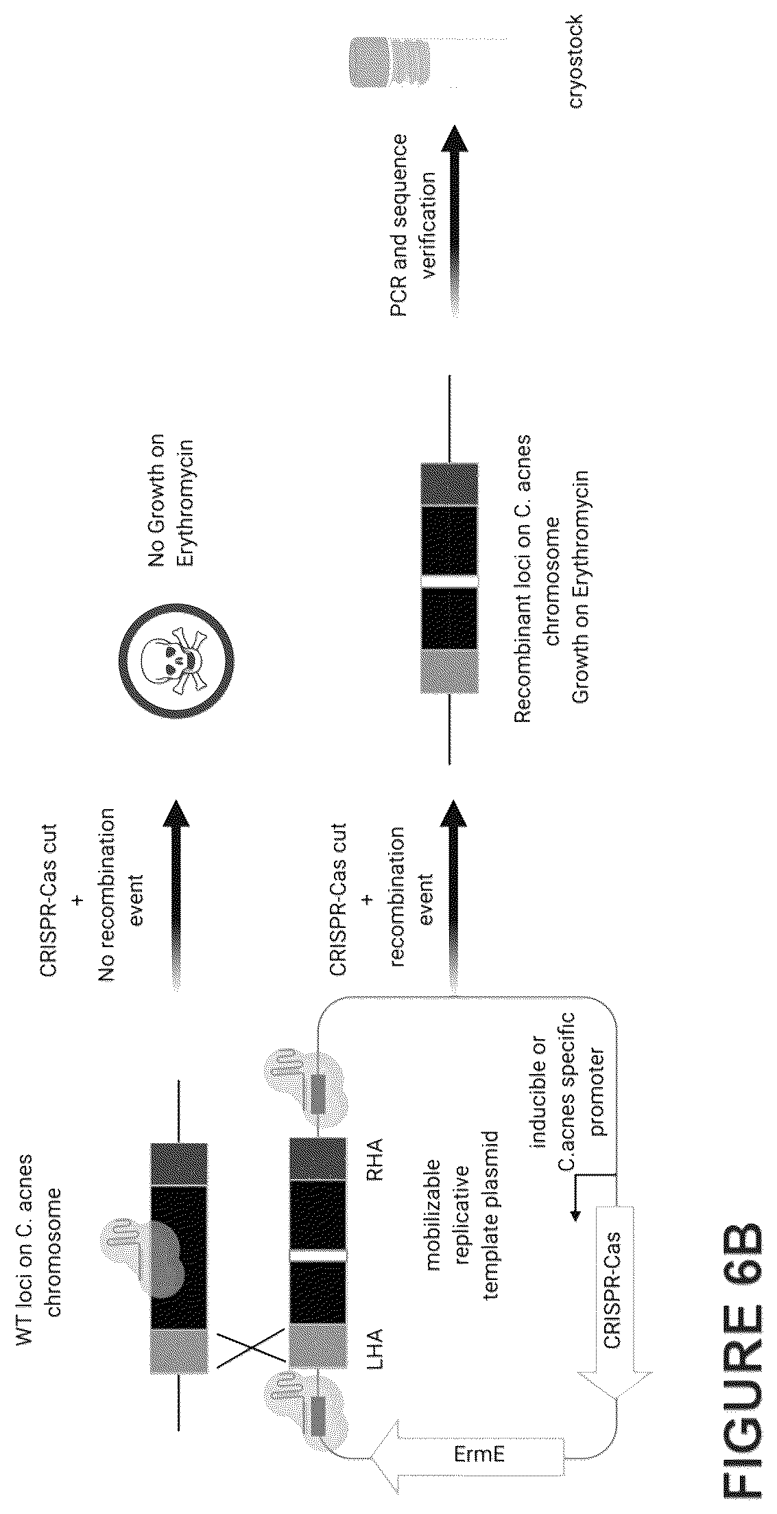 Patent US12460216 Figure 9 – Phage-derived particles for in situ delivery of DNA payload into C. acnes population