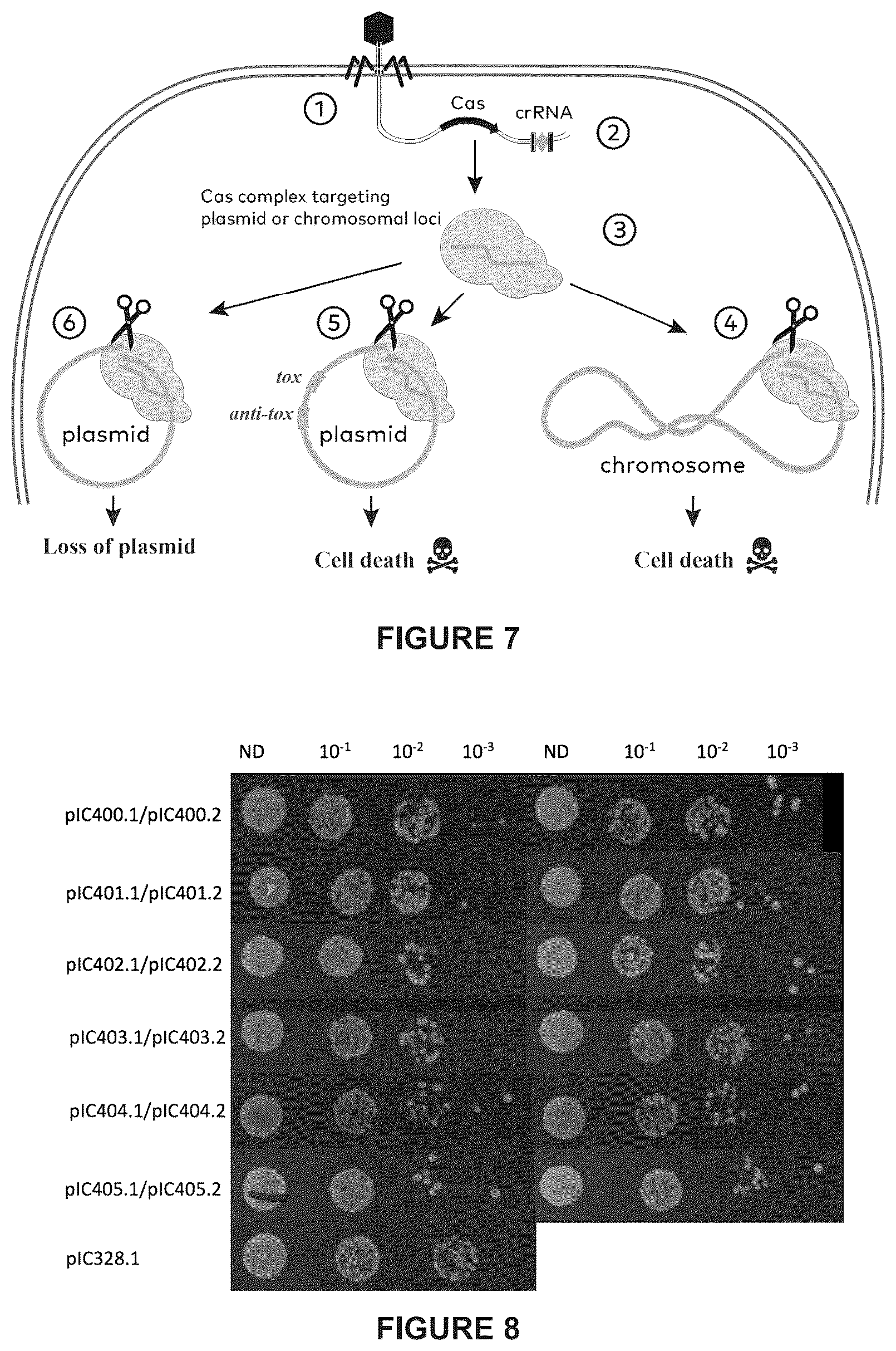 Patent US12460216 Figure 10 – Phage-derived particles for in situ delivery of DNA payload into C. acnes population