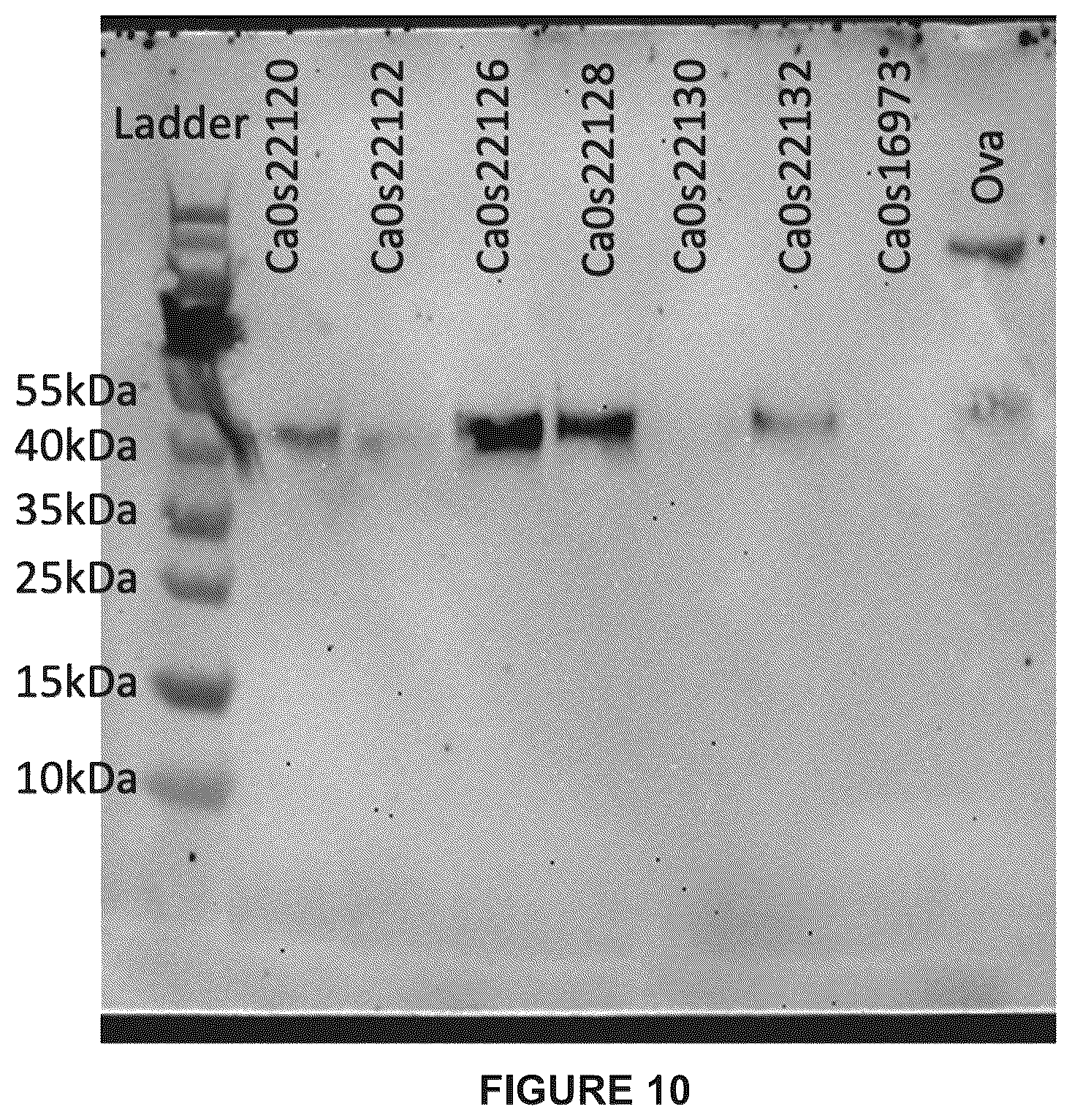 Patent US12460216 Figure 12 – Phage-derived particles for in situ delivery of DNA payload into C. acnes population