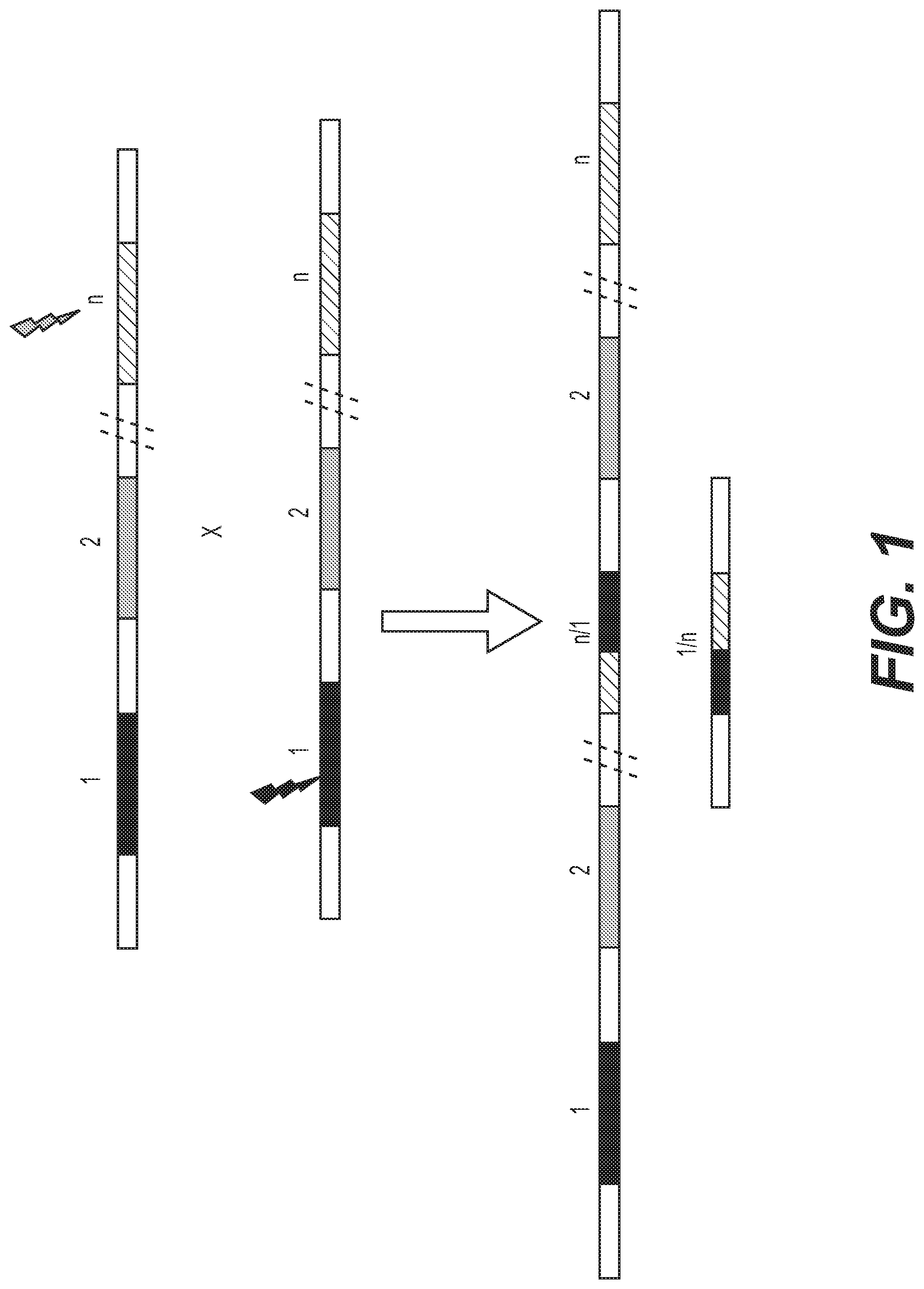 Patent US12460217 Figure 1 – Enhanced recombination of genomic loci