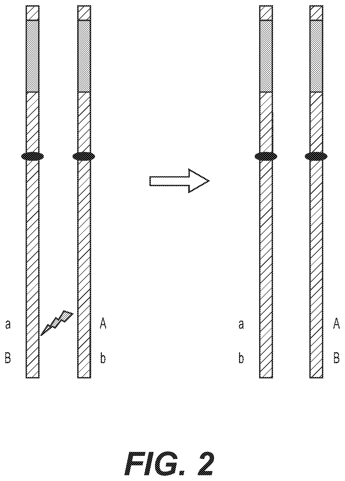 Patent US12460217 Figure 2 – Enhanced recombination of genomic loci