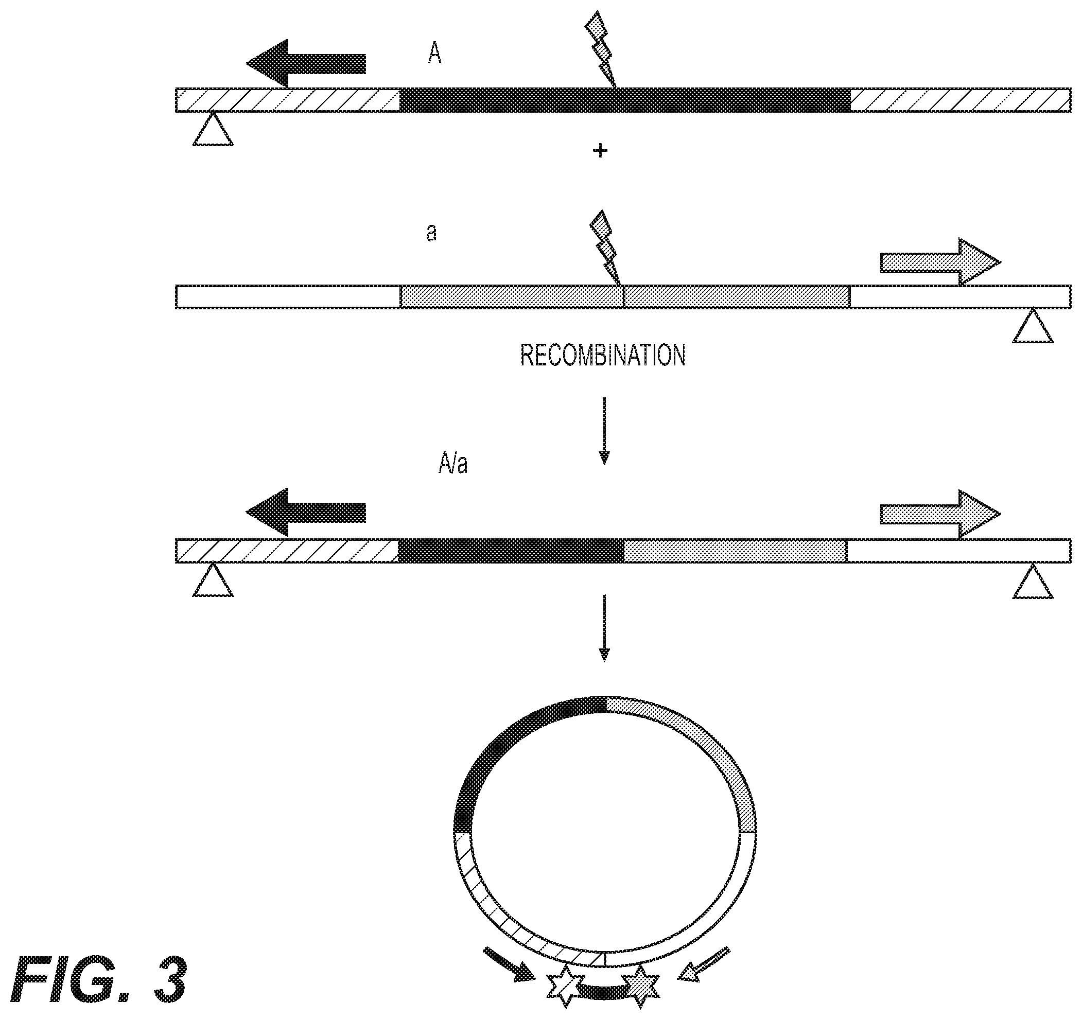 Patent US12460217 Figure 3 – Enhanced recombination of genomic loci
