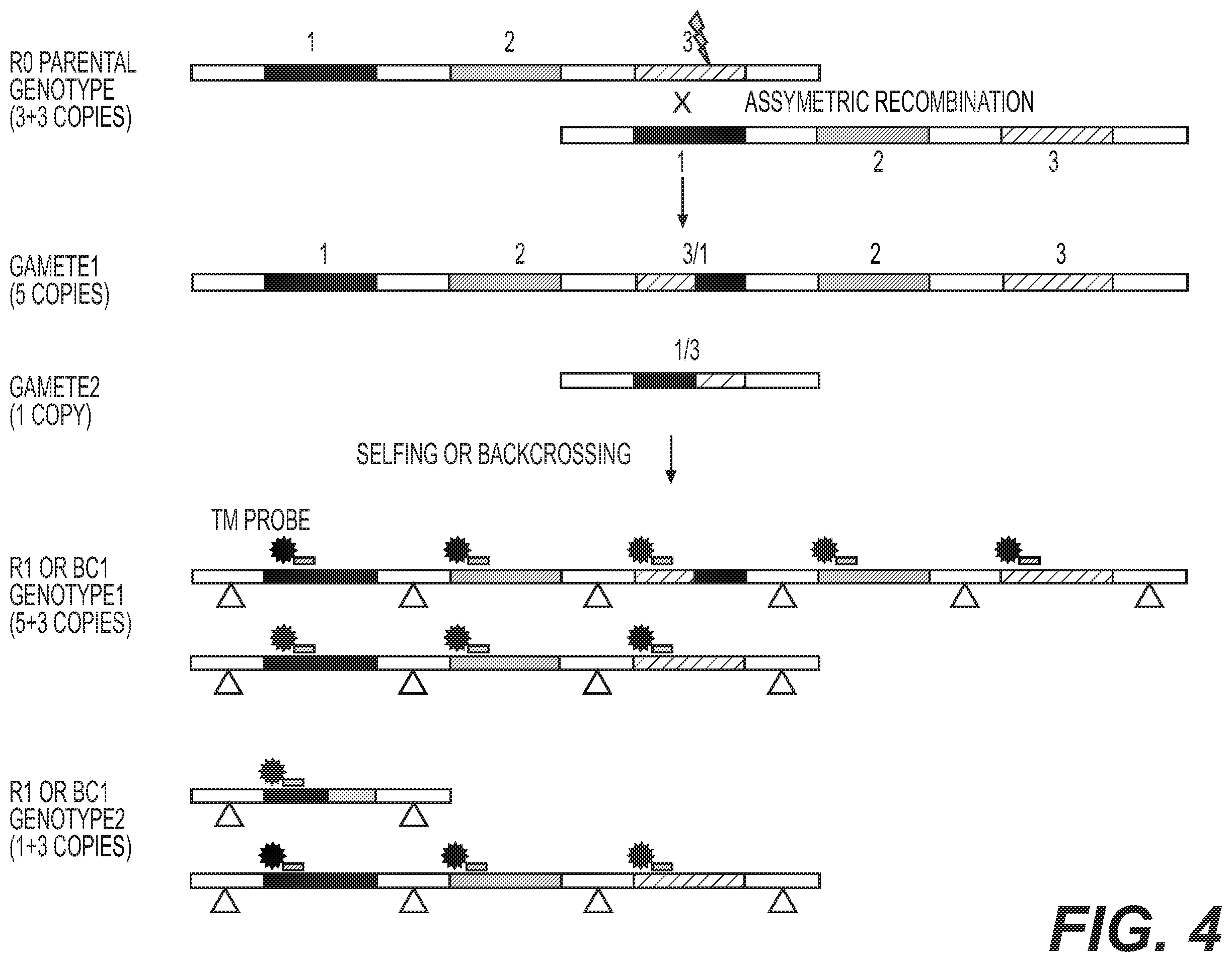 Patent US12460217 Figure 4 – Enhanced recombination of genomic loci