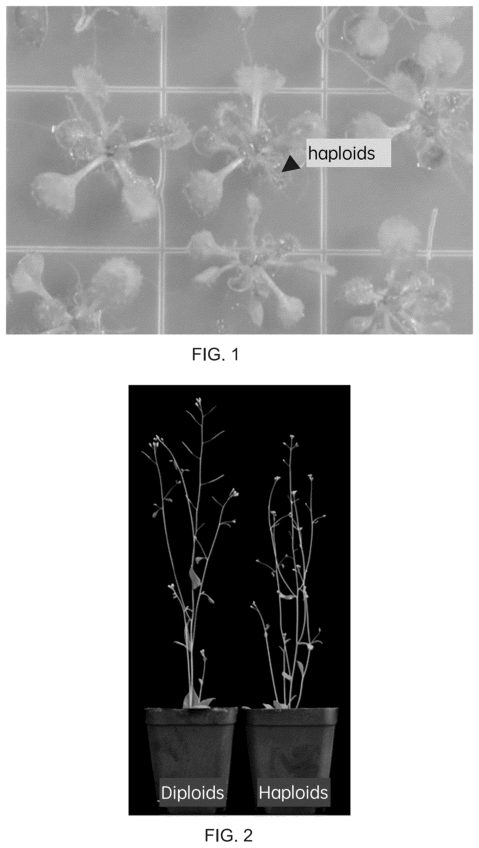 Patent US12460218 Figure 1 – Parthenogenetic haploid induction gene DMP and application thereof