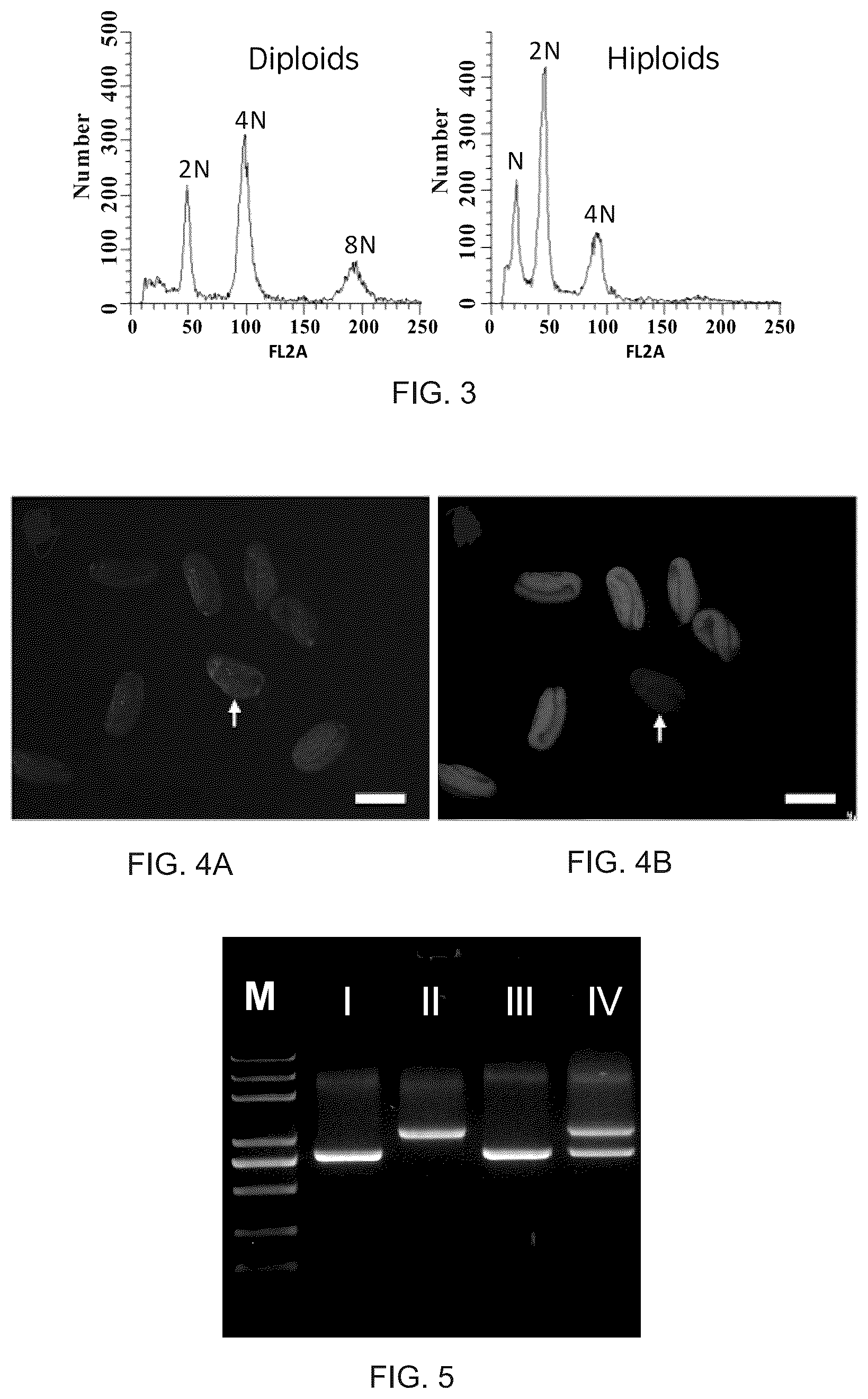 Patent US12460218 Figure 2 – Parthenogenetic haploid induction gene DMP and application thereof