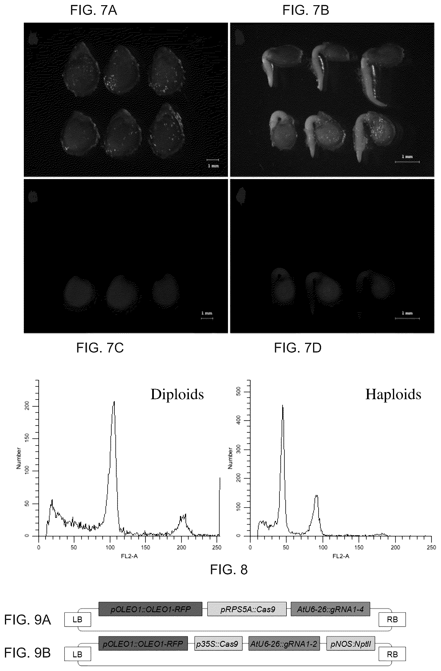 Patent US12460218 Figure 4 – Parthenogenetic haploid induction gene DMP and application thereof